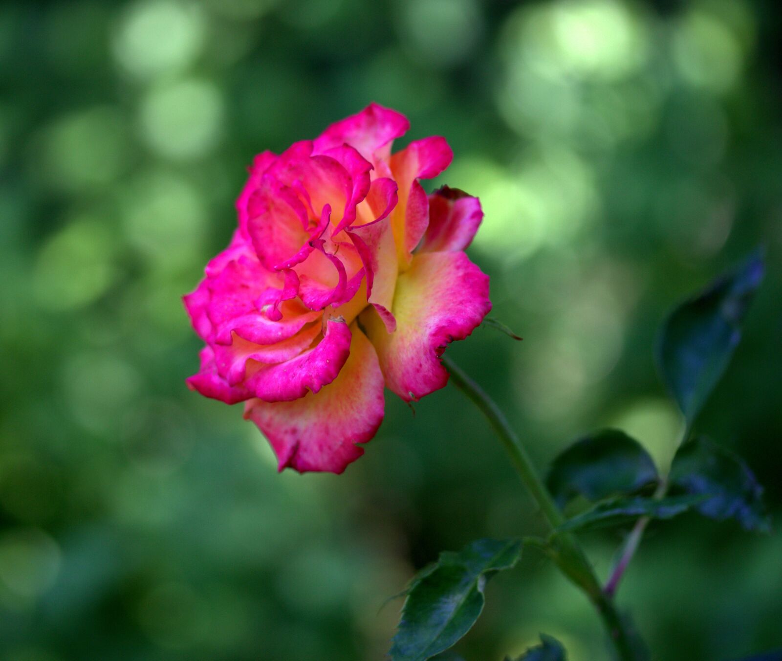 Canon EF-S 60mm F2.8 Macro USM sample photo. Rose, pink, flower photography