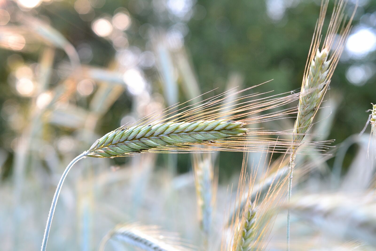 Nikon D3100 sample photo. Grain, nature, wheat photography