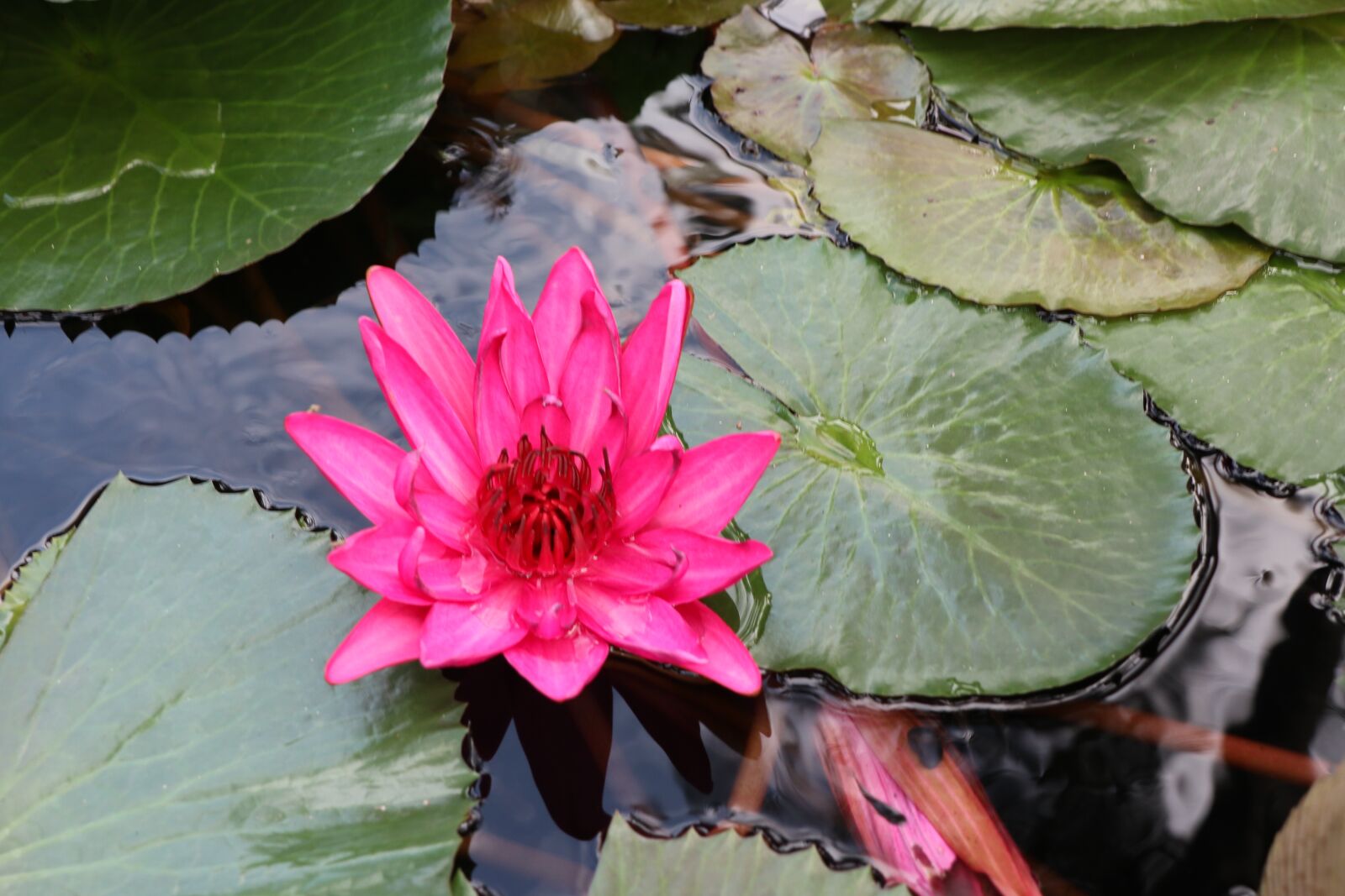 Canon EOS M6 sample photo. Lotus, waterlily, pond photography
