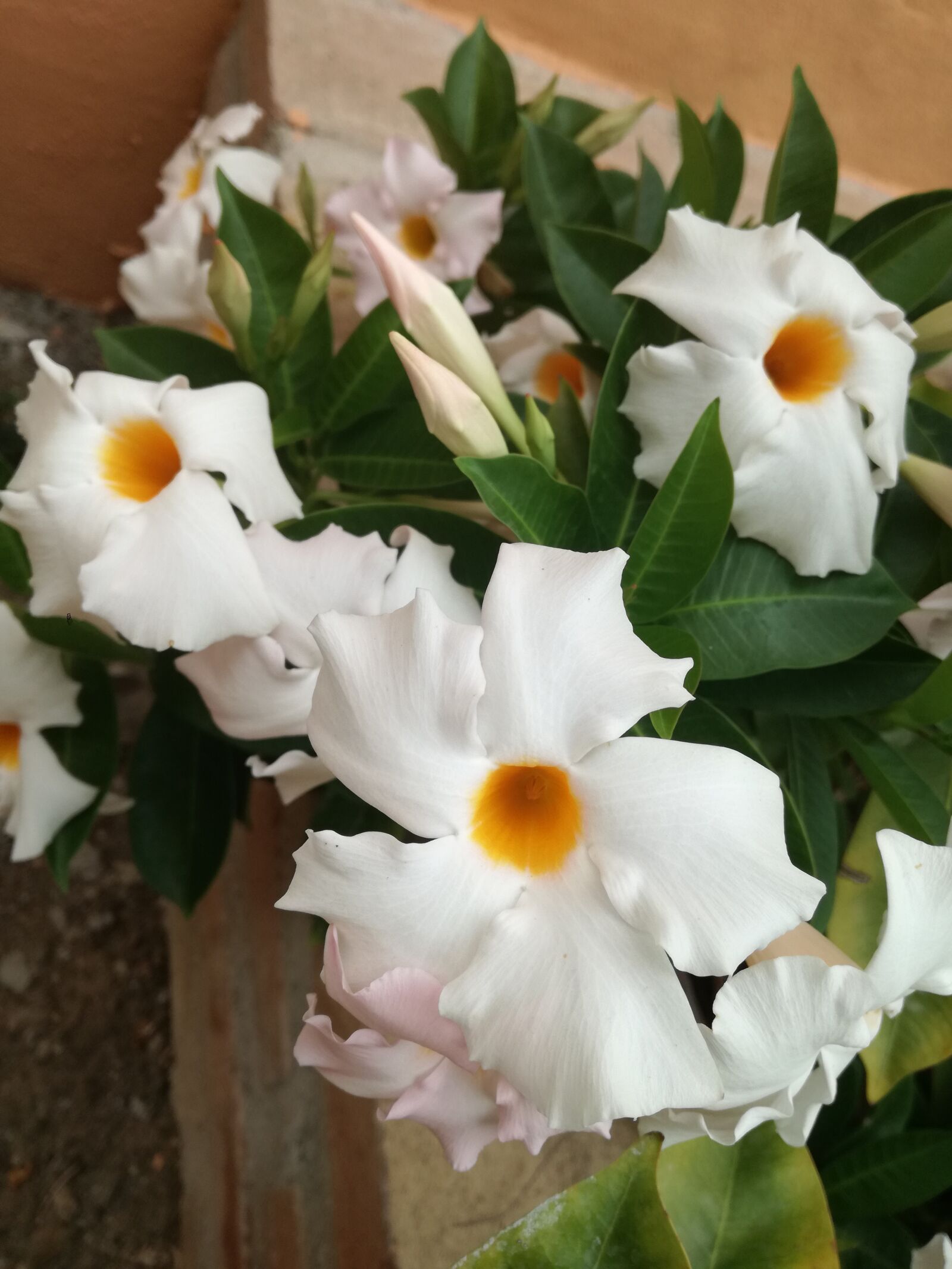 HUAWEI P9 LITE sample photo. Flowers, garden, spring photography