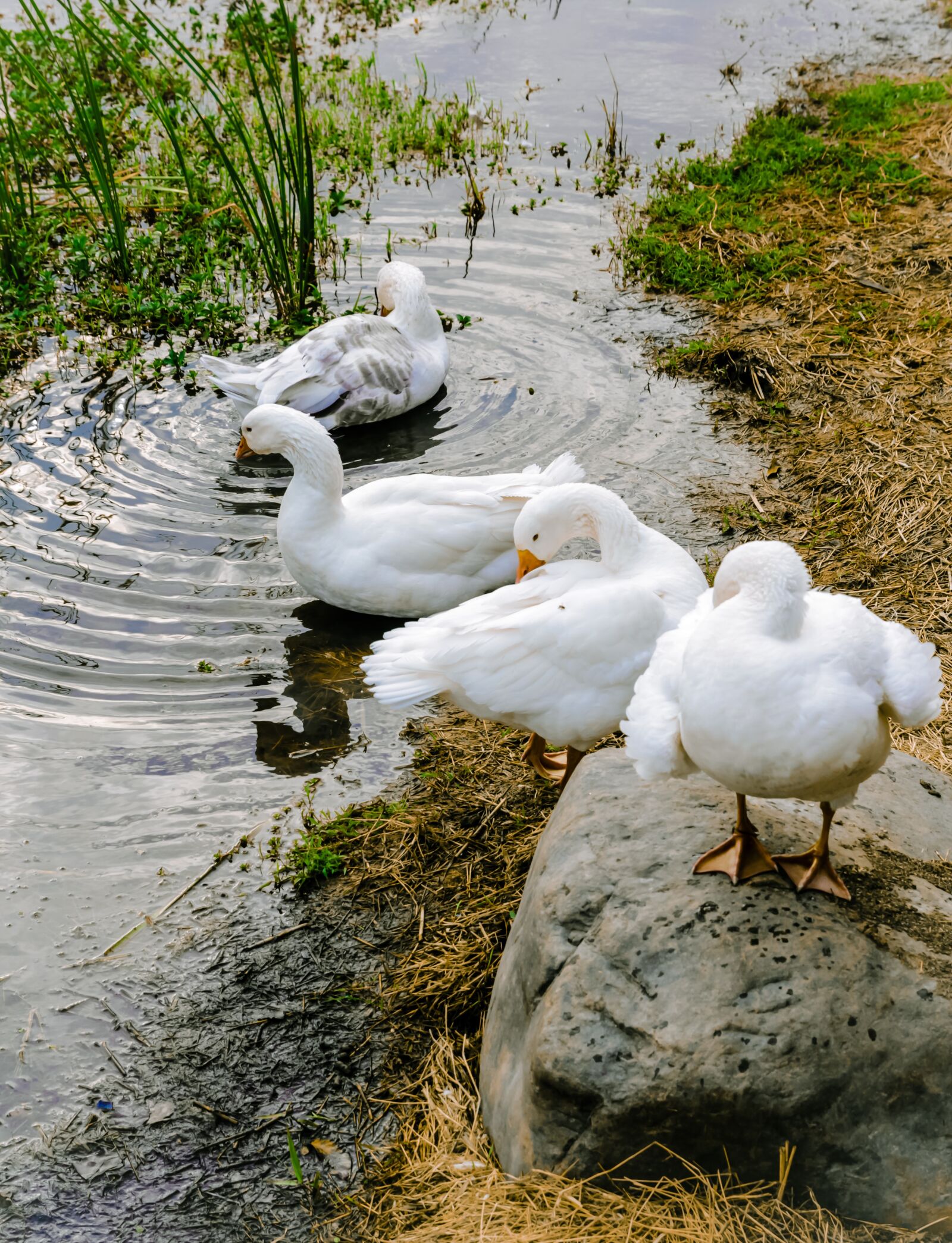 Canon EOS 600D (Rebel EOS T3i / EOS Kiss X5) sample photo. Goose, wildlife, multi photography