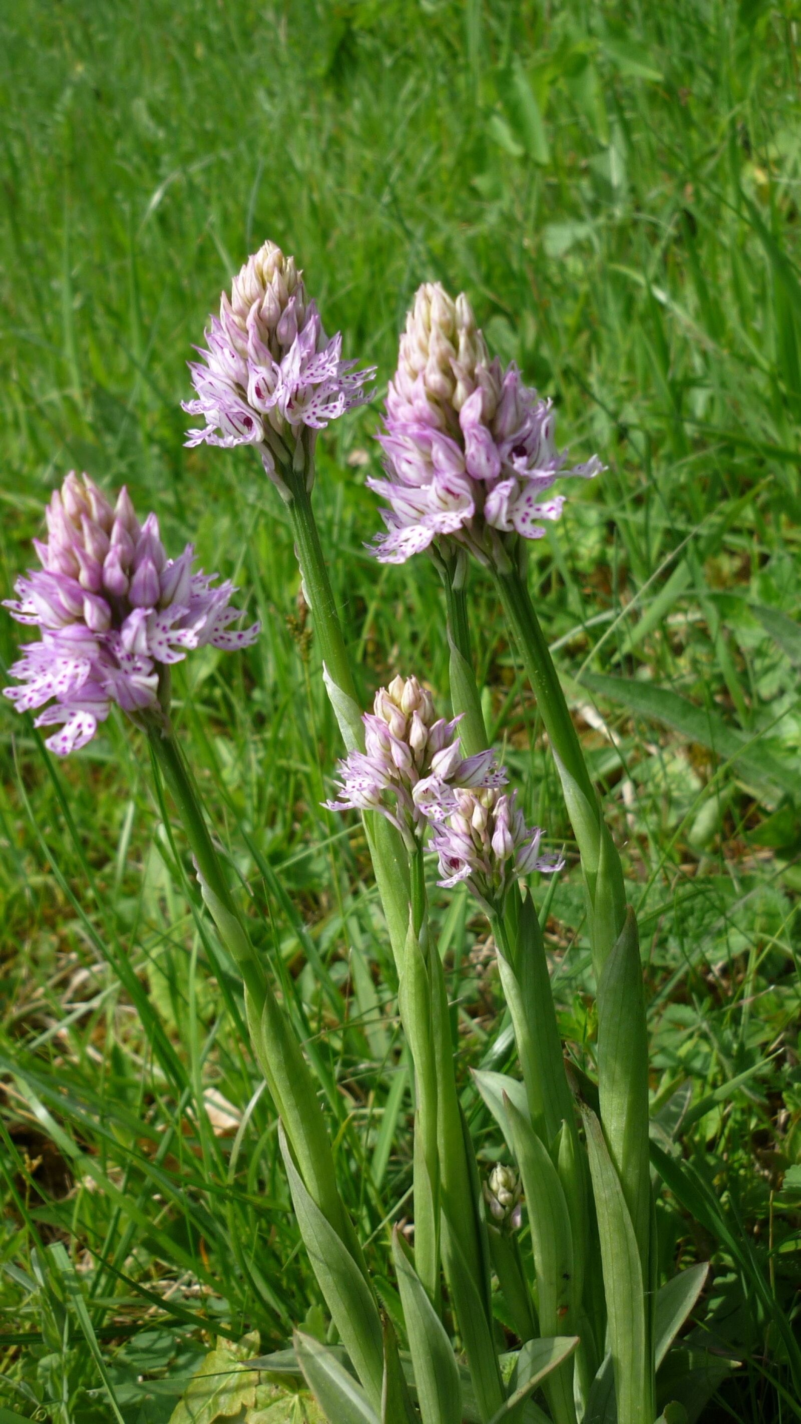 Panasonic Lumix DMC-FS6 sample photo. Three-toothed orchid orchis, german photography