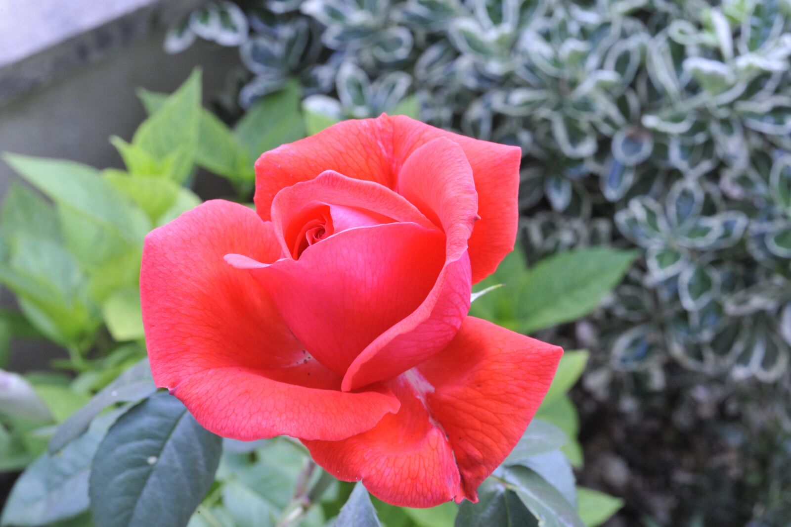 Nikon D700 sample photo. Flower, plant, leaf photography