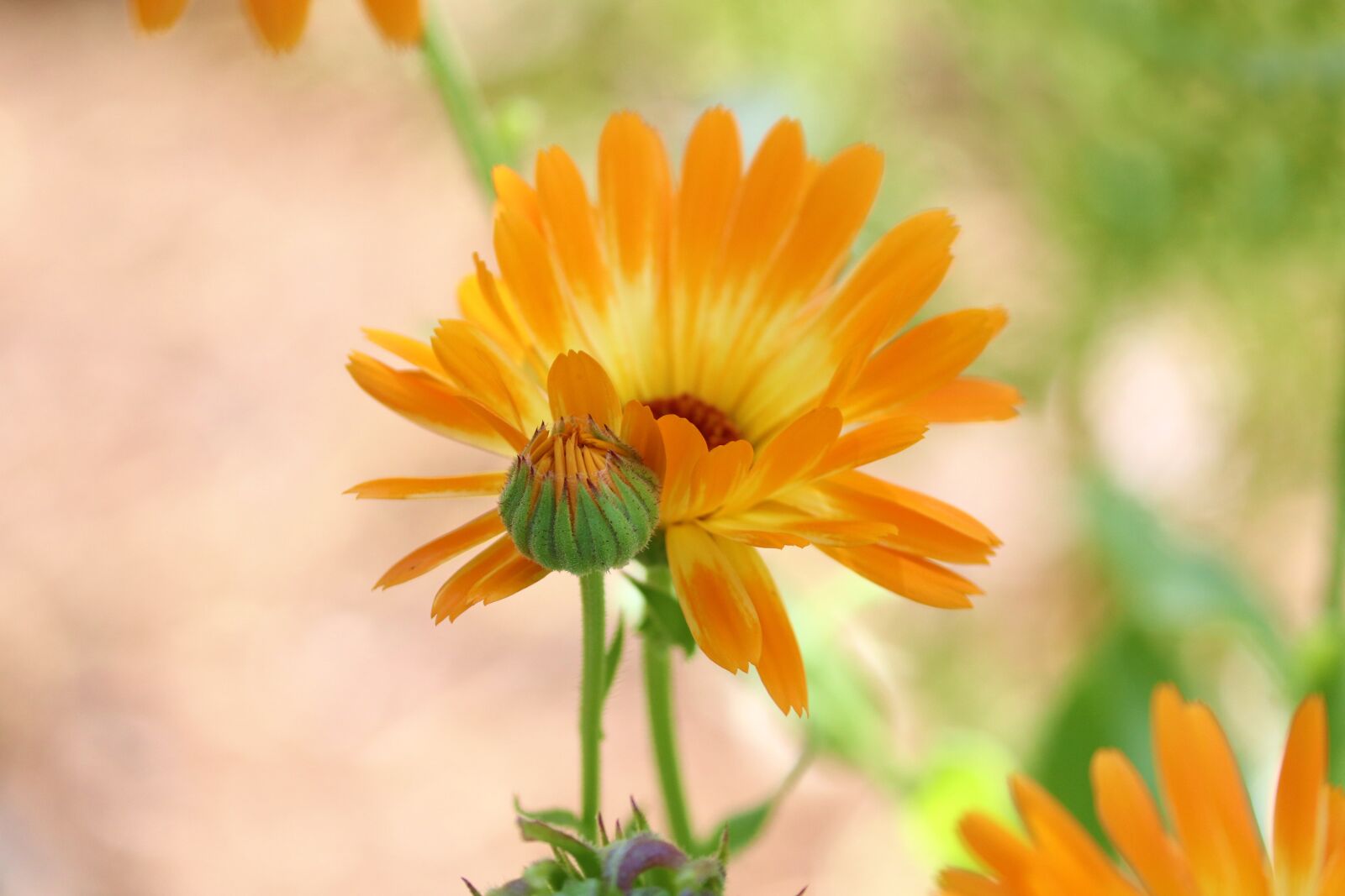 Canon EOS 200D (EOS Rebel SL2 / EOS Kiss X9) sample photo. Marigold, bud, blossom photography
