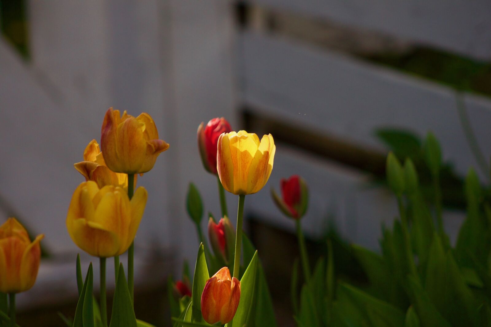 Canon EOS 500D (EOS Rebel T1i / EOS Kiss X3) sample photo. Tulip, tulips, flower photography
