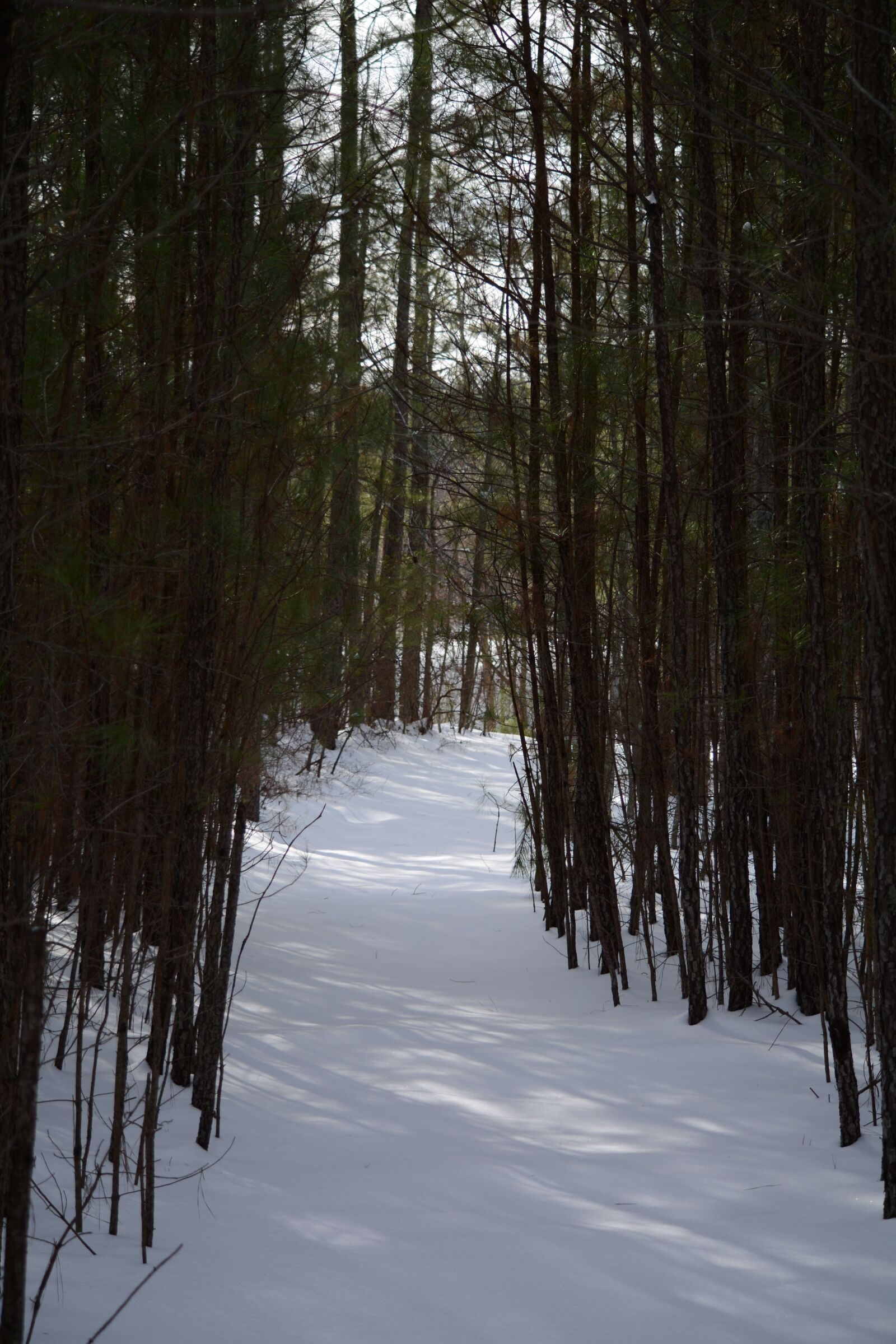 Nikon D7100 sample photo. Forest, path, snowy photography