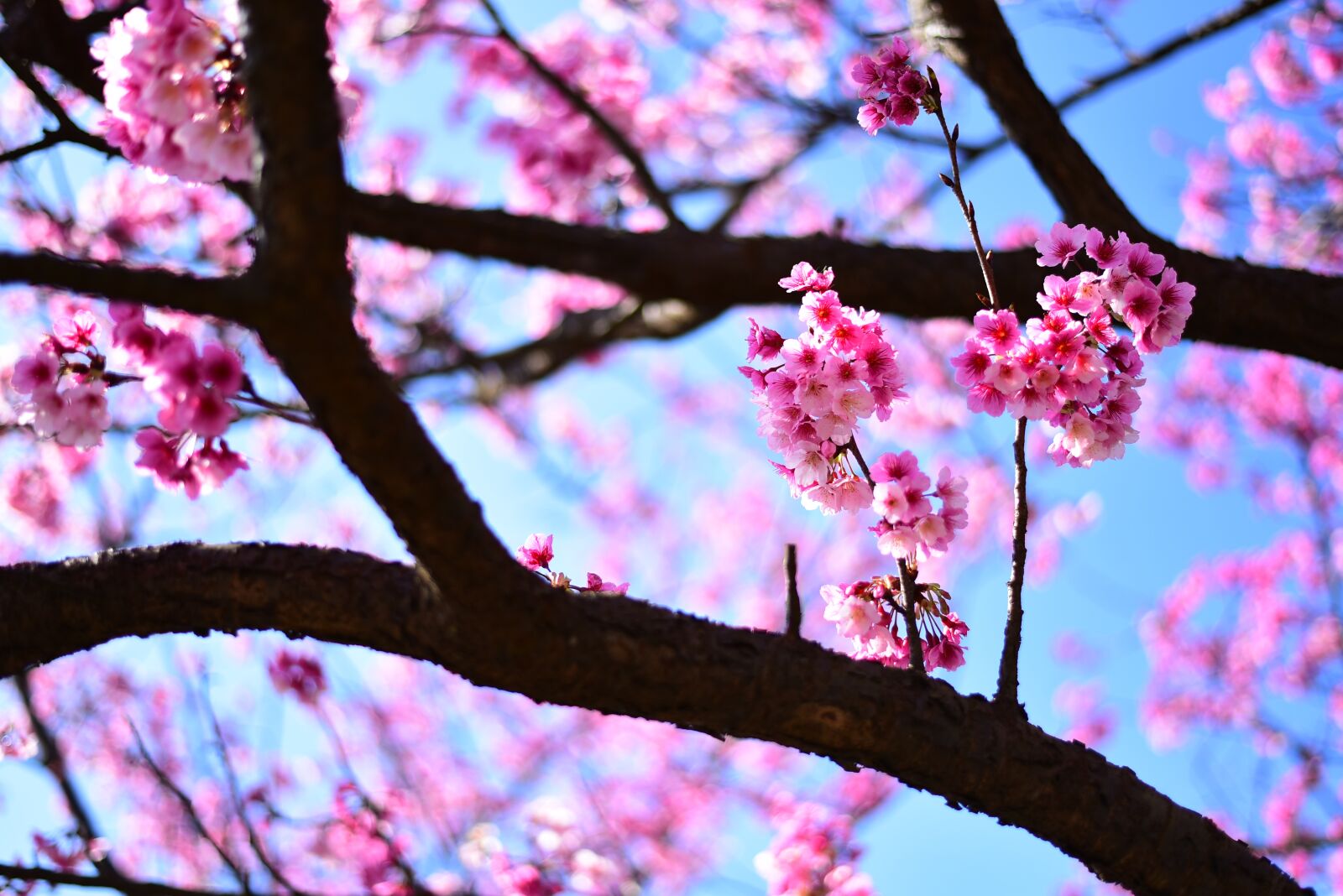 Nikon D750 sample photo. Plant, flower, cherry blossom photography