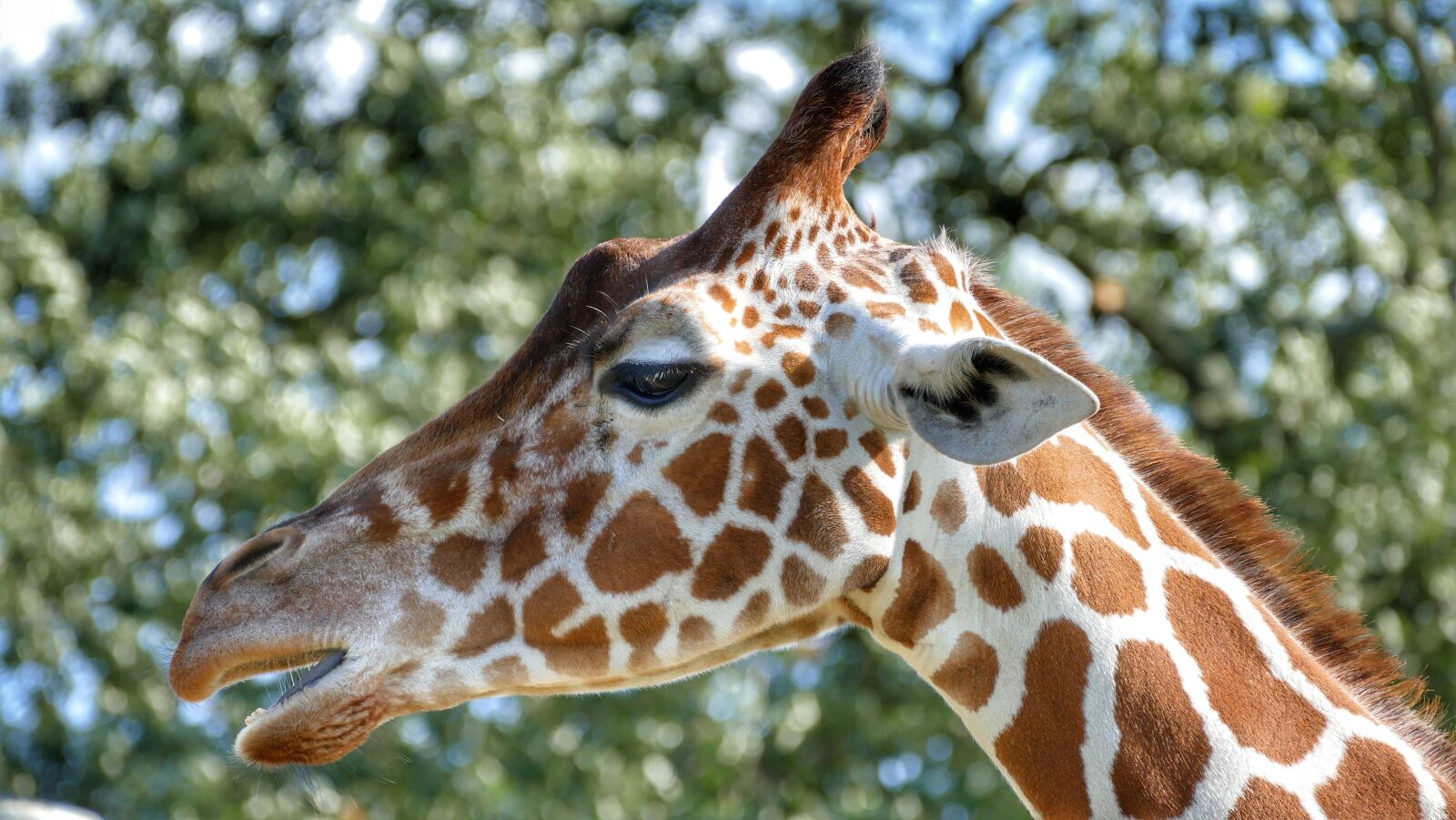 Panasonic Lumix DMC-FZ1000 sample photo. Giraffe, zoo, africa photography