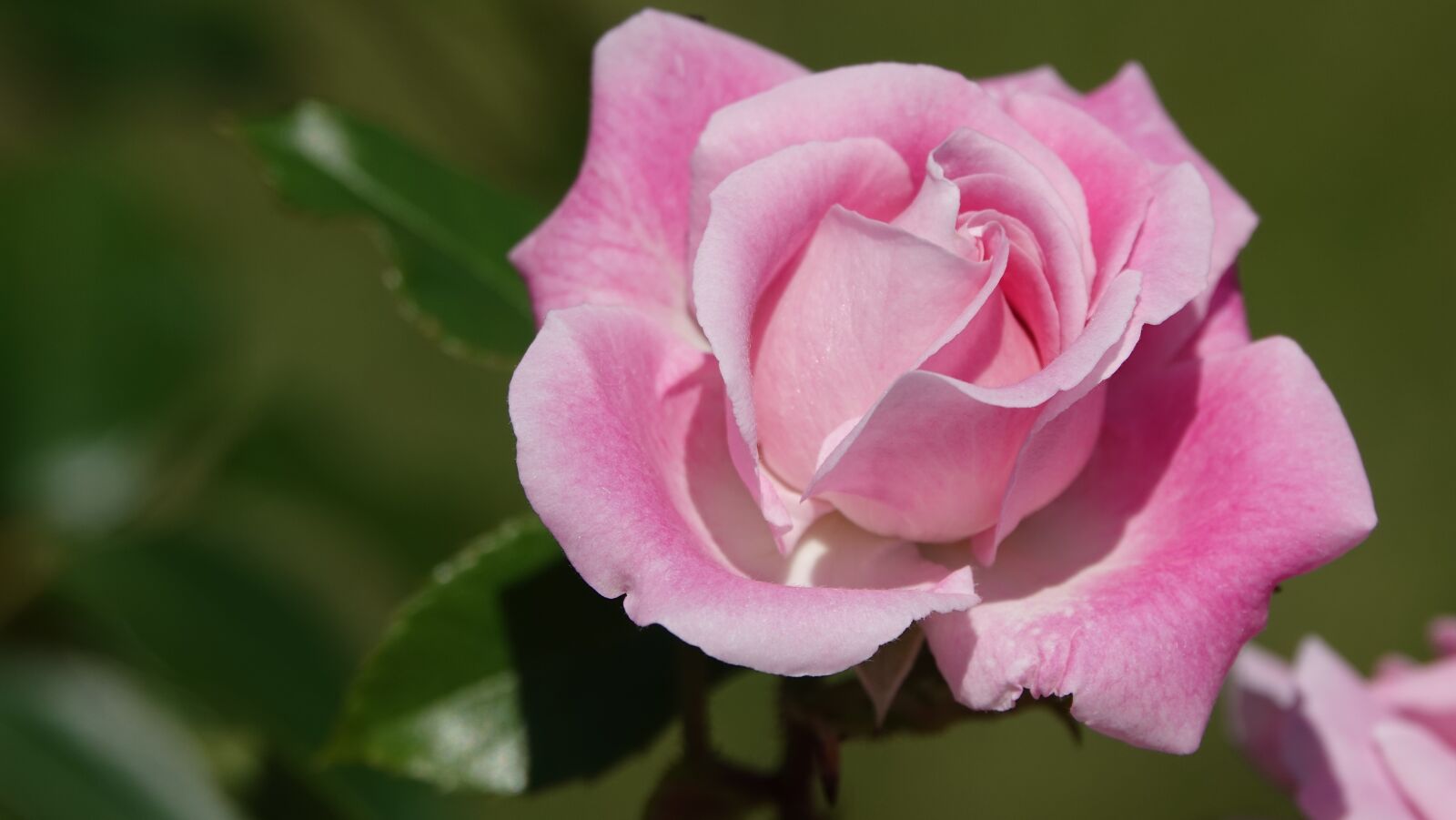 Sony Cyber-shot DSC-RX10 IV sample photo. Pink, spring, nature photography