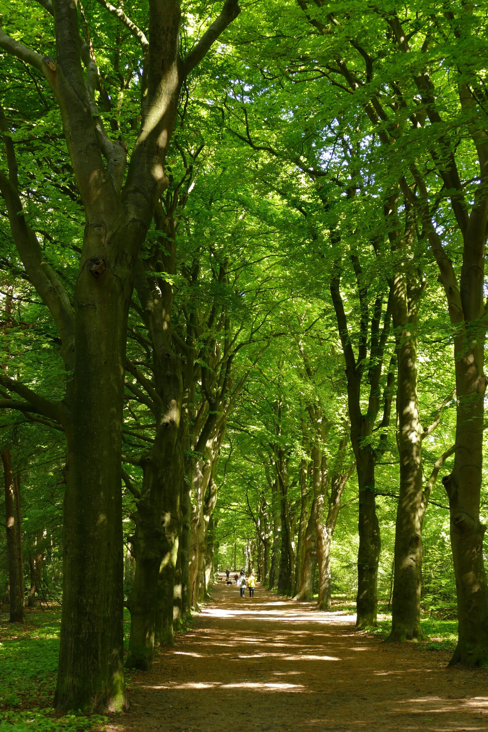 Panasonic Lumix DMC-FZ1000 sample photo. Beech, tree, avenue photography