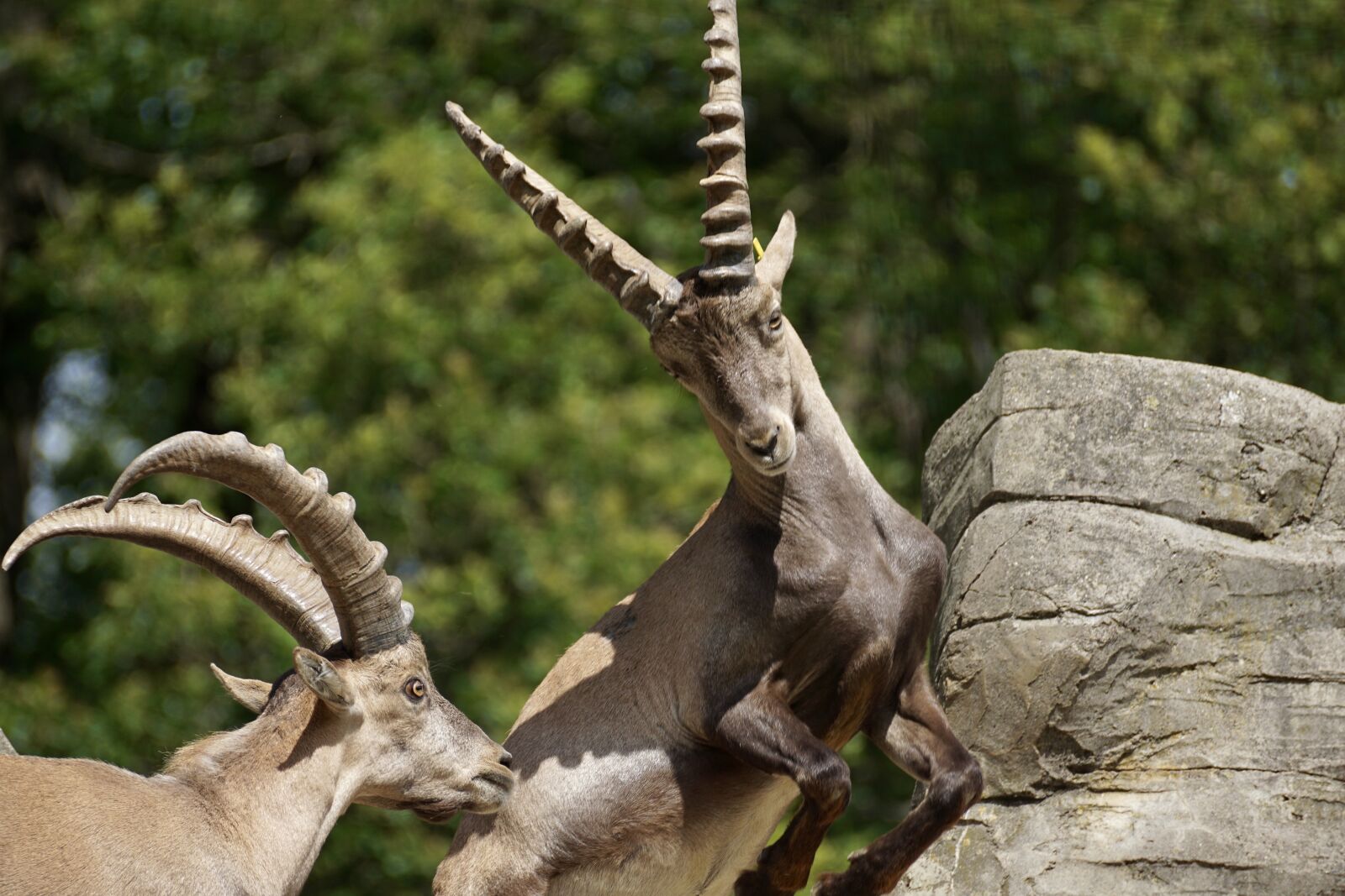 Sony DT 55-300mm F4.5-5.6 SAM sample photo. Ibex, male, horned photography