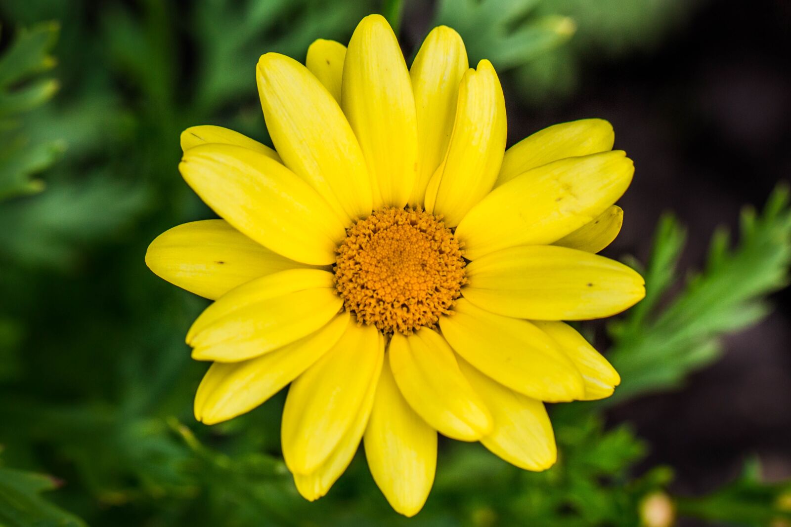 Canon EF 100mm F2.8L Macro IS USM sample photo. Nature, plant, summer photography