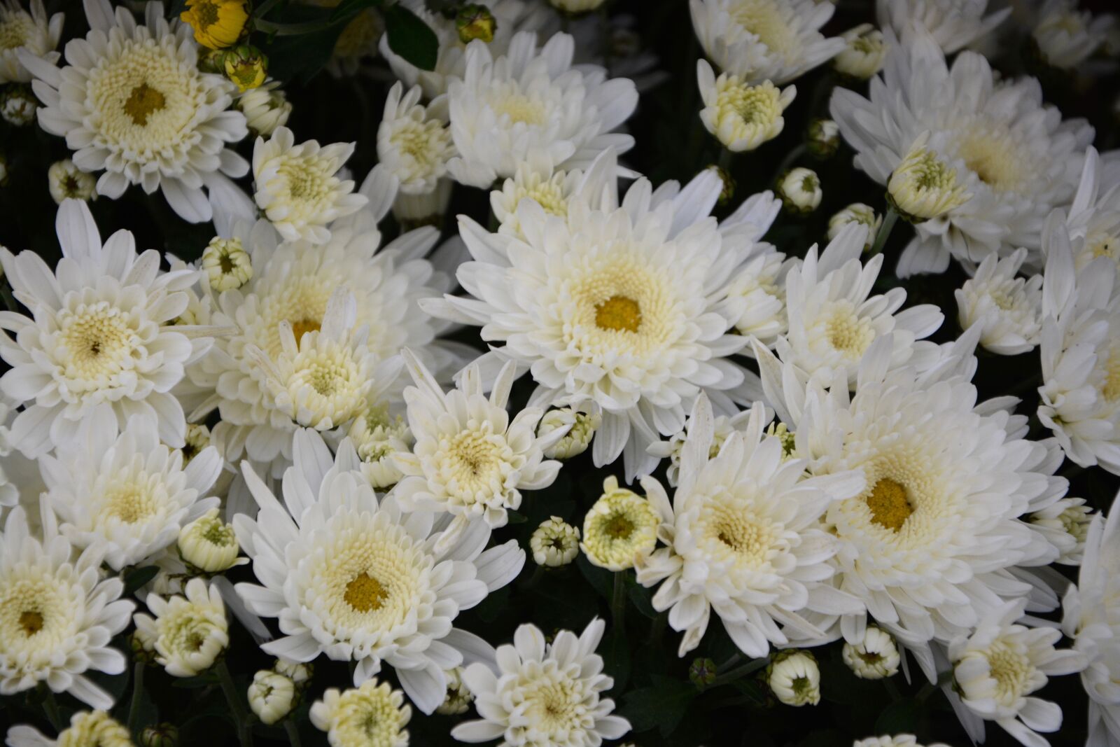 Nikon D5200 sample photo. White flowers, white chrysanthemums photography
