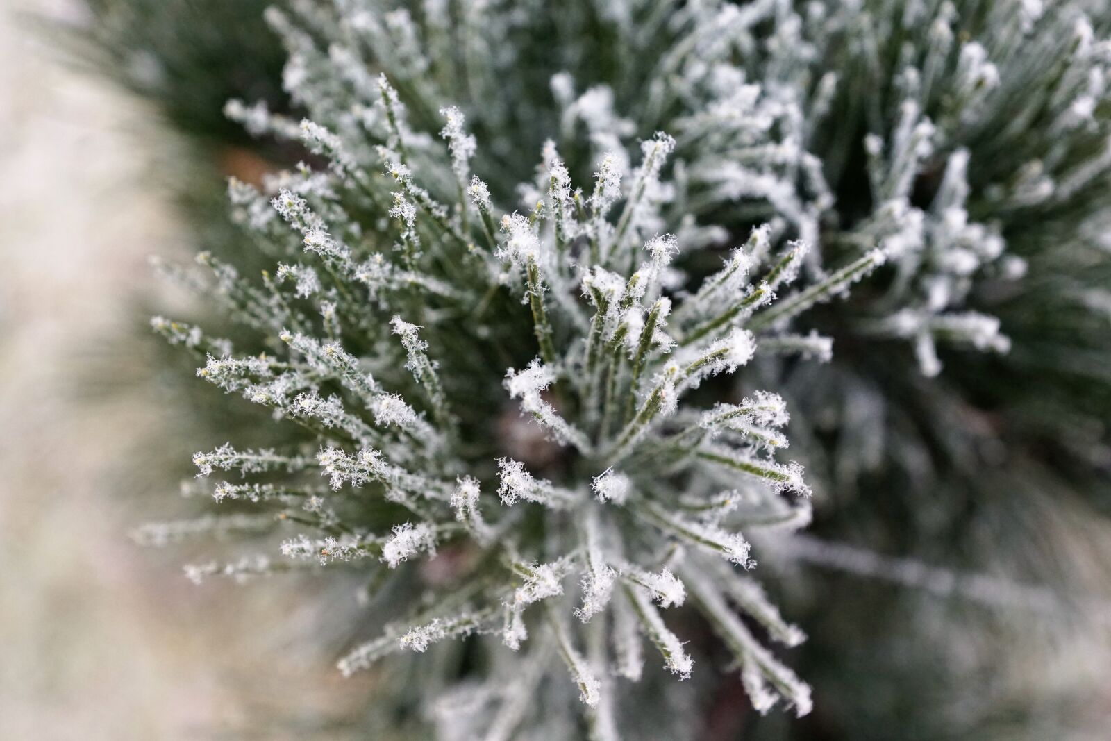 Sony ILCA-77M2 + Sony DT 16-50mm F2.8 SSM sample photo. Tree, winter, nature photography