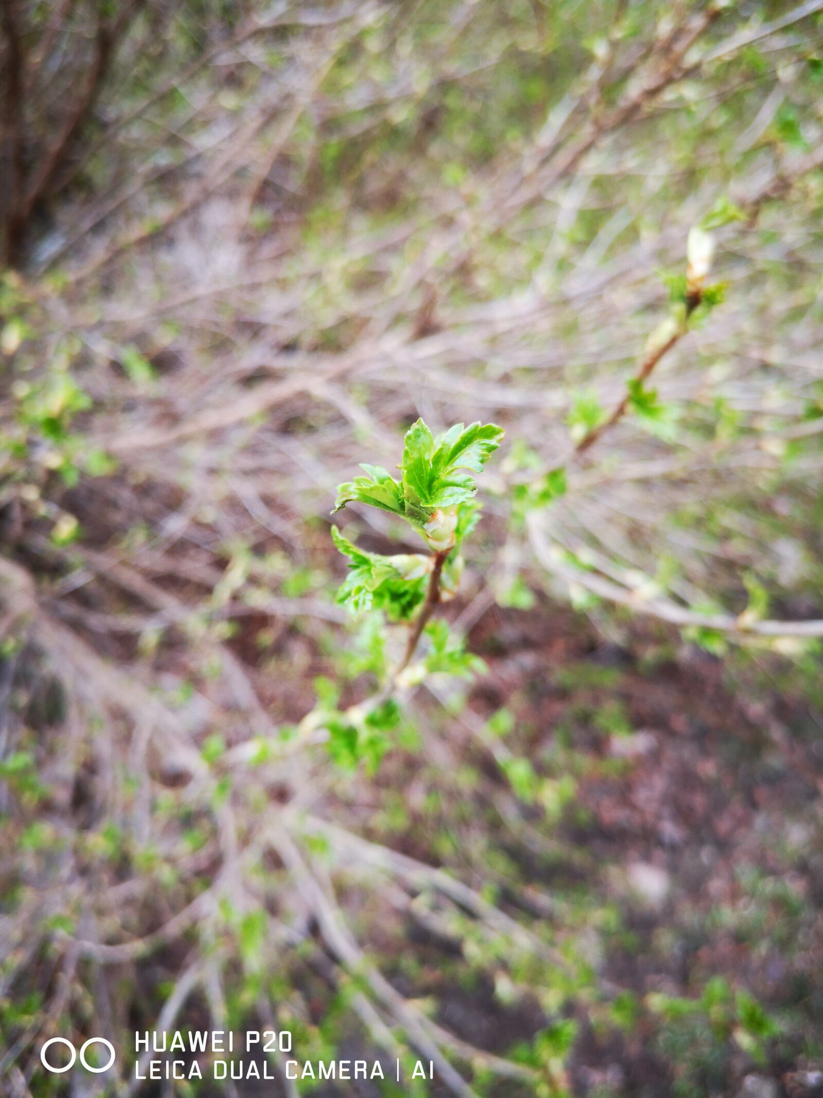 HUAWEI P20 sample photo. Spring, baby leafs, green photography