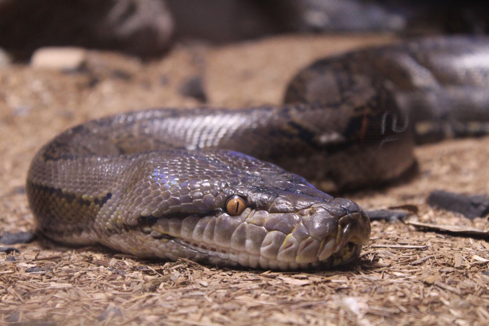 Canon EOS 1300D (EOS Rebel T6 / EOS Kiss X80) sample photo. Reptile, snake, nature photography