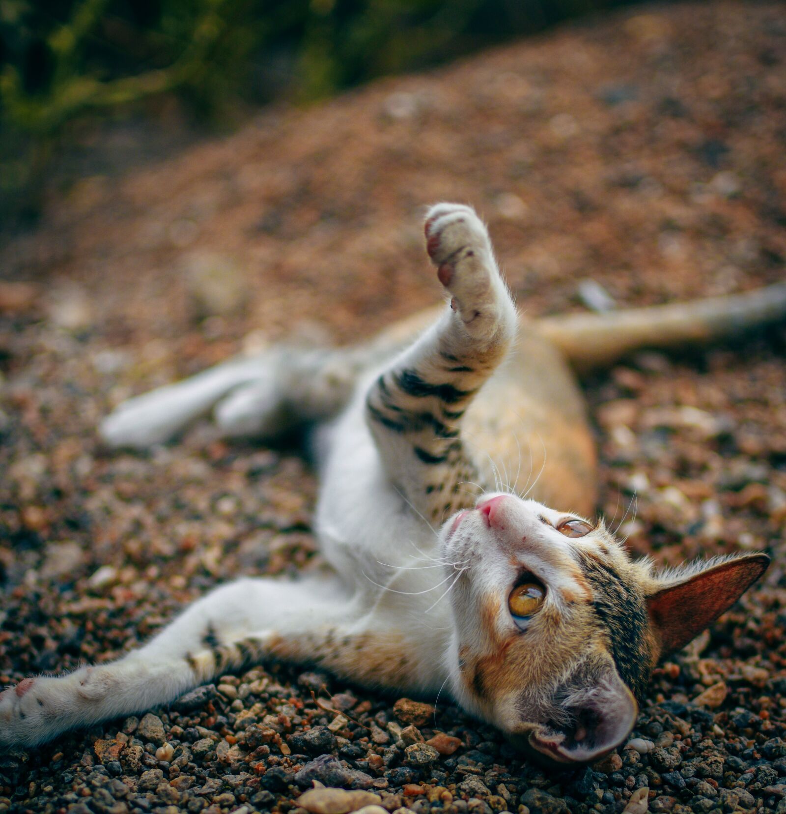 Nikon D7500 sample photo. Cat, playing, kitten photography