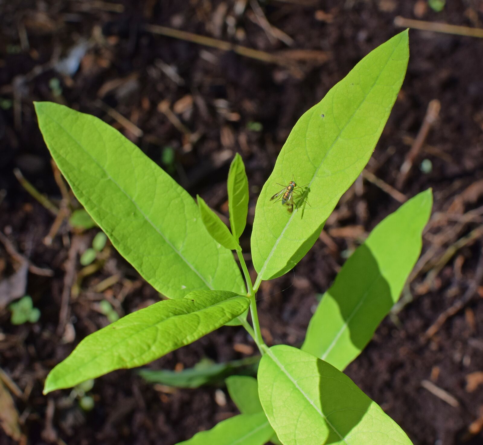 Nikon D3300 sample photo. Yellow fly on milkweed photography