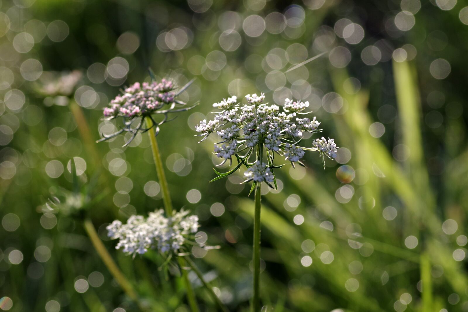 Pentax K-S2 sample photo. Wild carrot, flower, the photography
