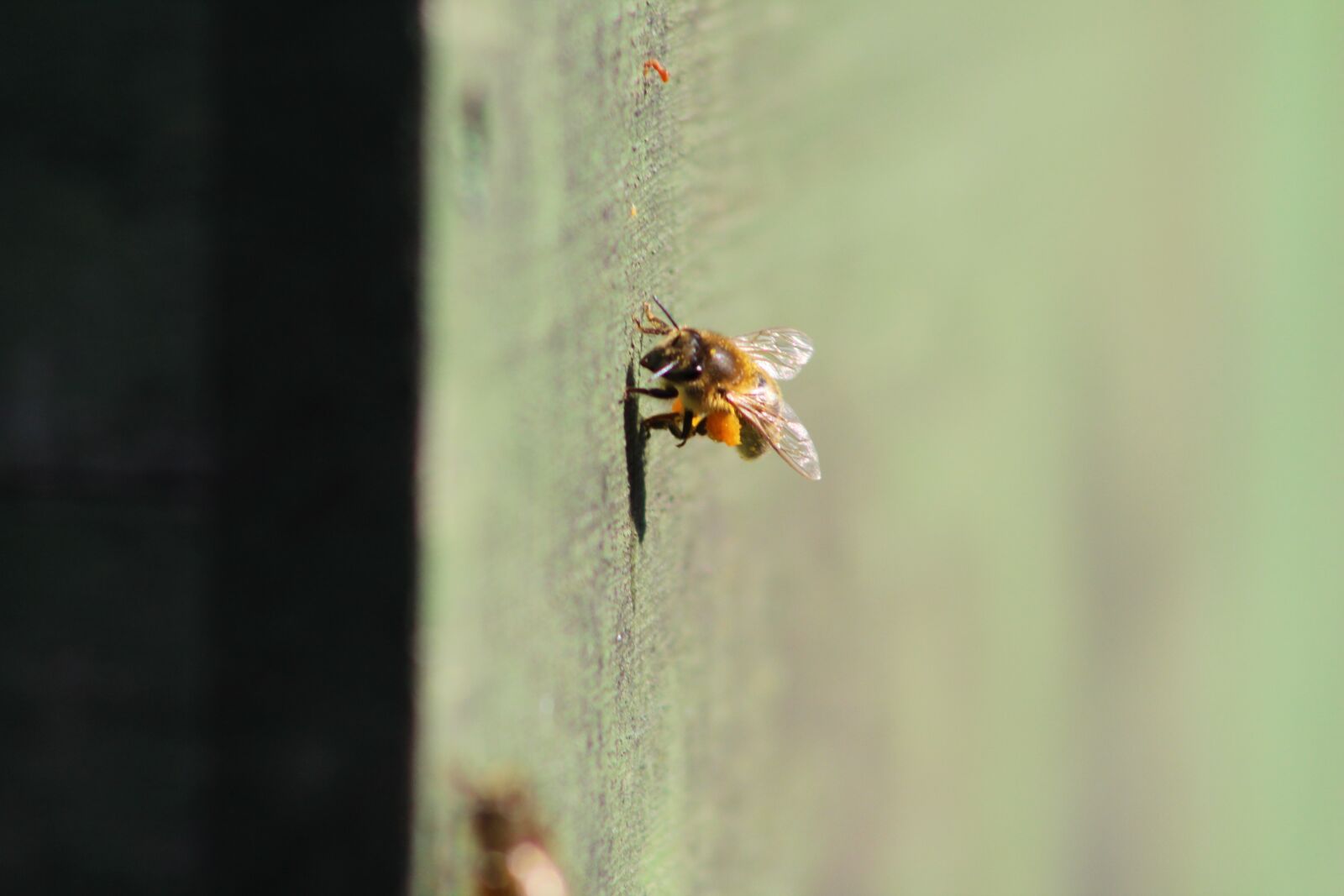Canon EOS 1300D (EOS Rebel T6 / EOS Kiss X80) sample photo. Bee, prey, beekeeper photography