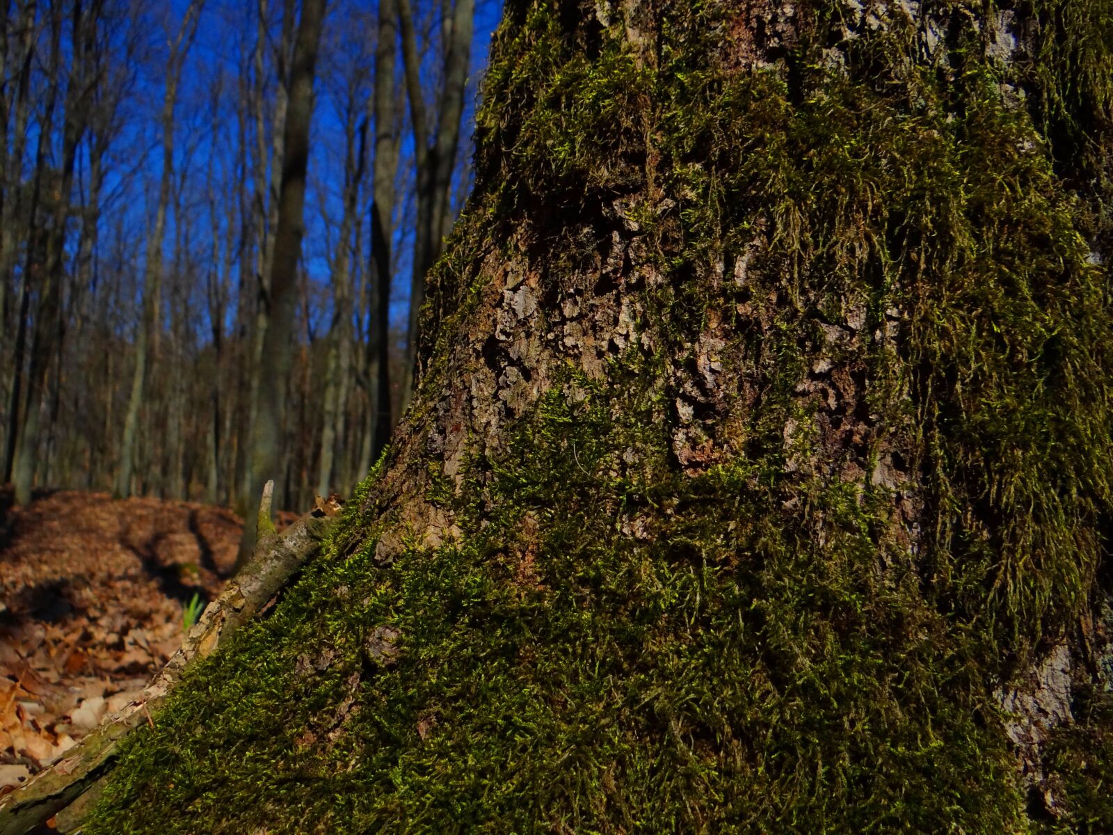 Sony Cyber-shot DSC-HX100V sample photo. Tree, forest, nature photography