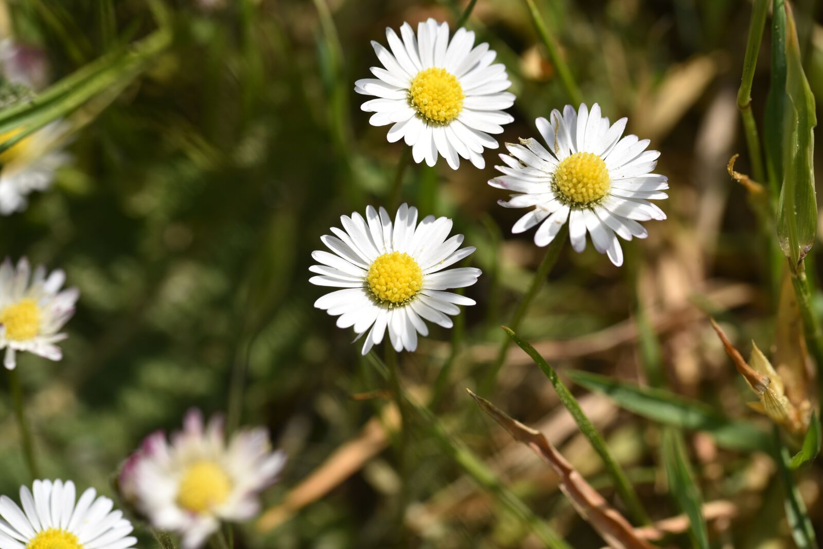 Nikon D750 sample photo. Flowers, meadow, spring photography