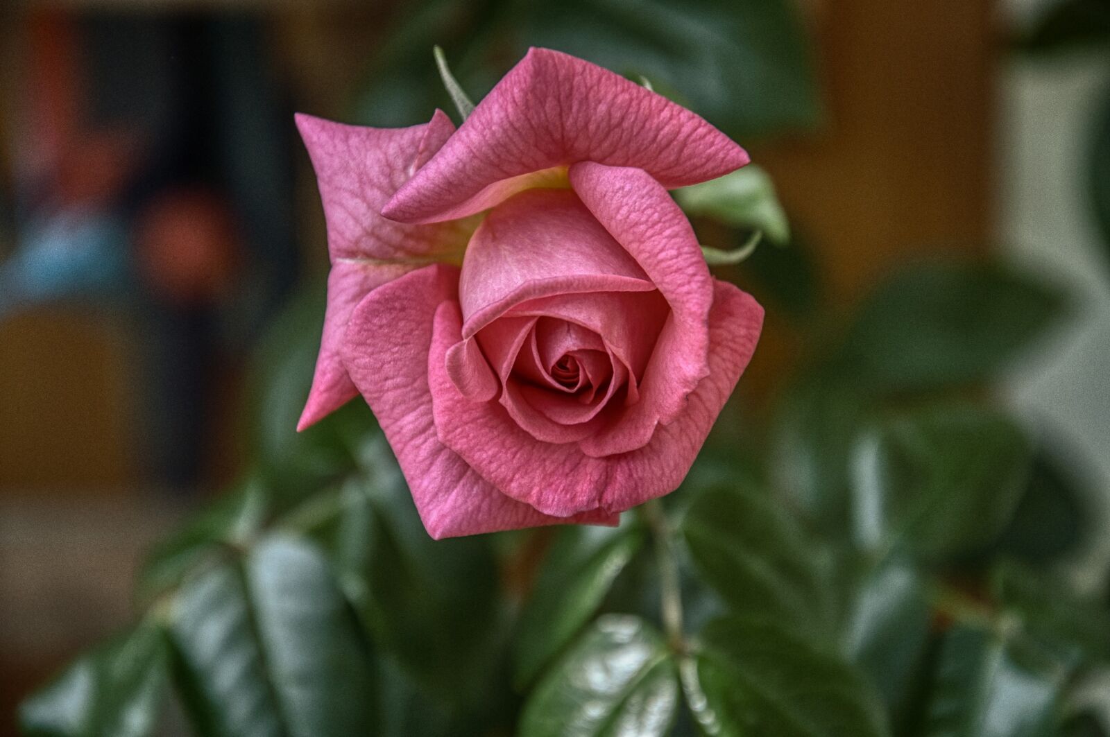 Nikon D5000 sample photo. Rose, rose bush, blossom photography