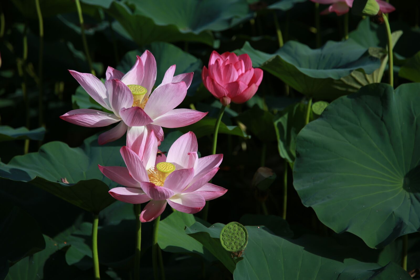 Canon EOS 6D + Canon EF 24-105mm F4L IS USM sample photo. Lotus, flowers, water lilies photography
