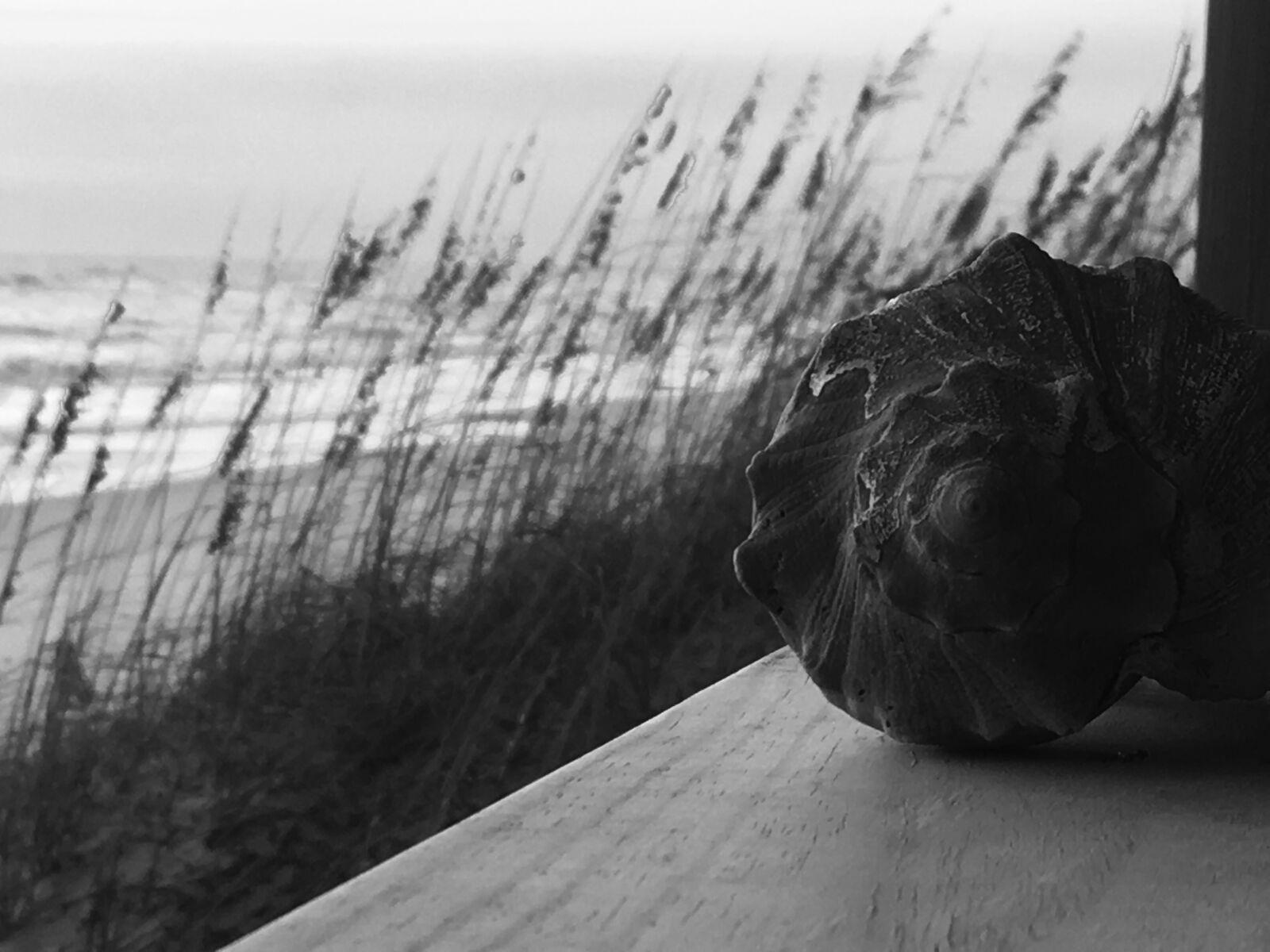 iPhone 6s back camera 4.15mm f/2.2 sample photo. By, the, sea, seashell photography