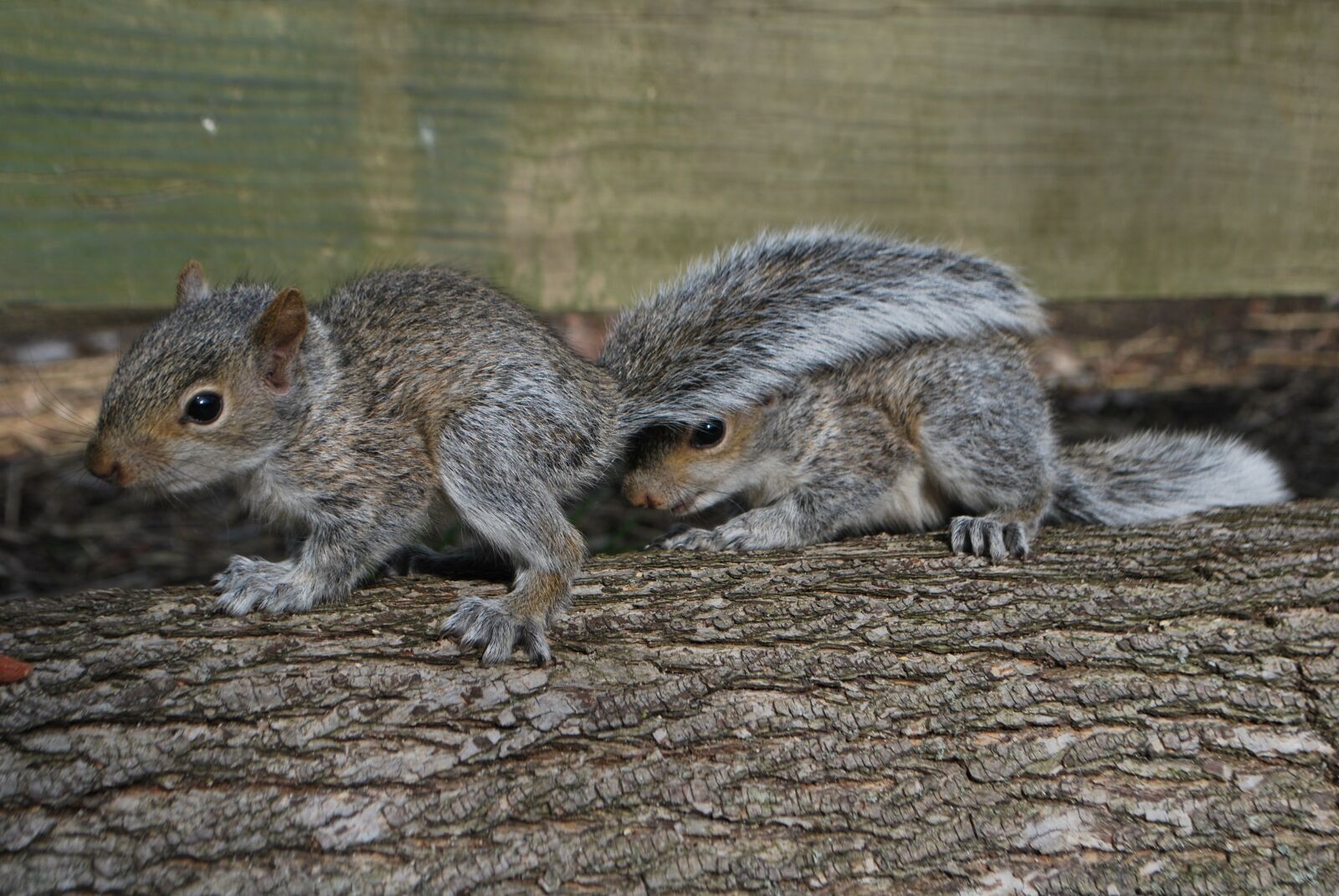 Nikon D60 sample photo. Squirrel, hiding squirrel, cute photography