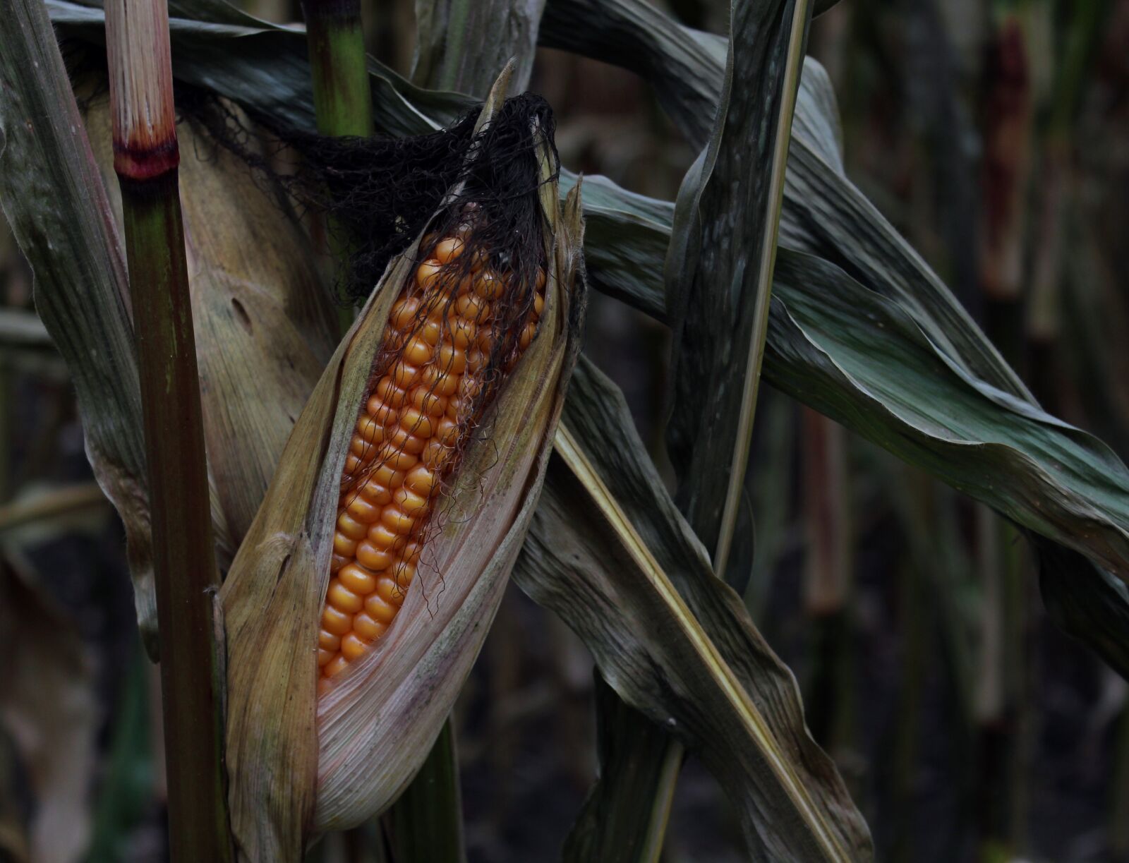 Canon EOS 600D (Rebel EOS T3i / EOS Kiss X5) sample photo. Corn, corn on the photography