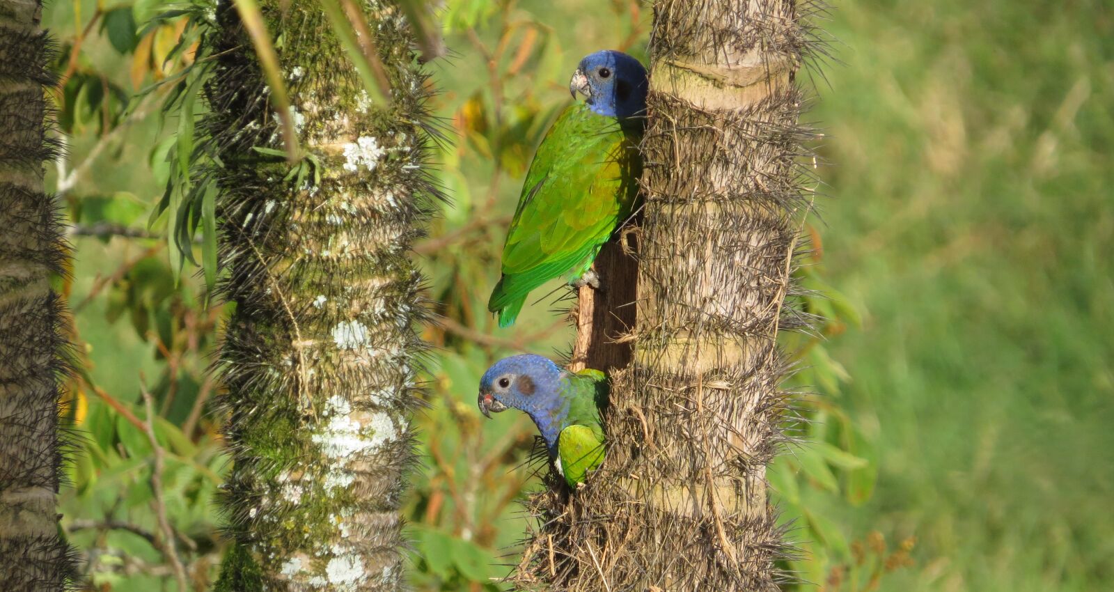 Canon PowerShot SX50 HS sample photo. Nature, birds, animalia photography
