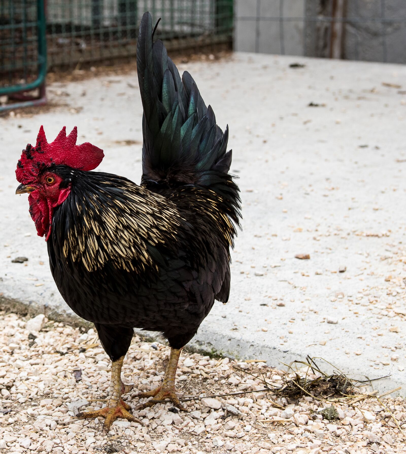 Canon EOS 80D sample photo. Hahn, bird, farm photography