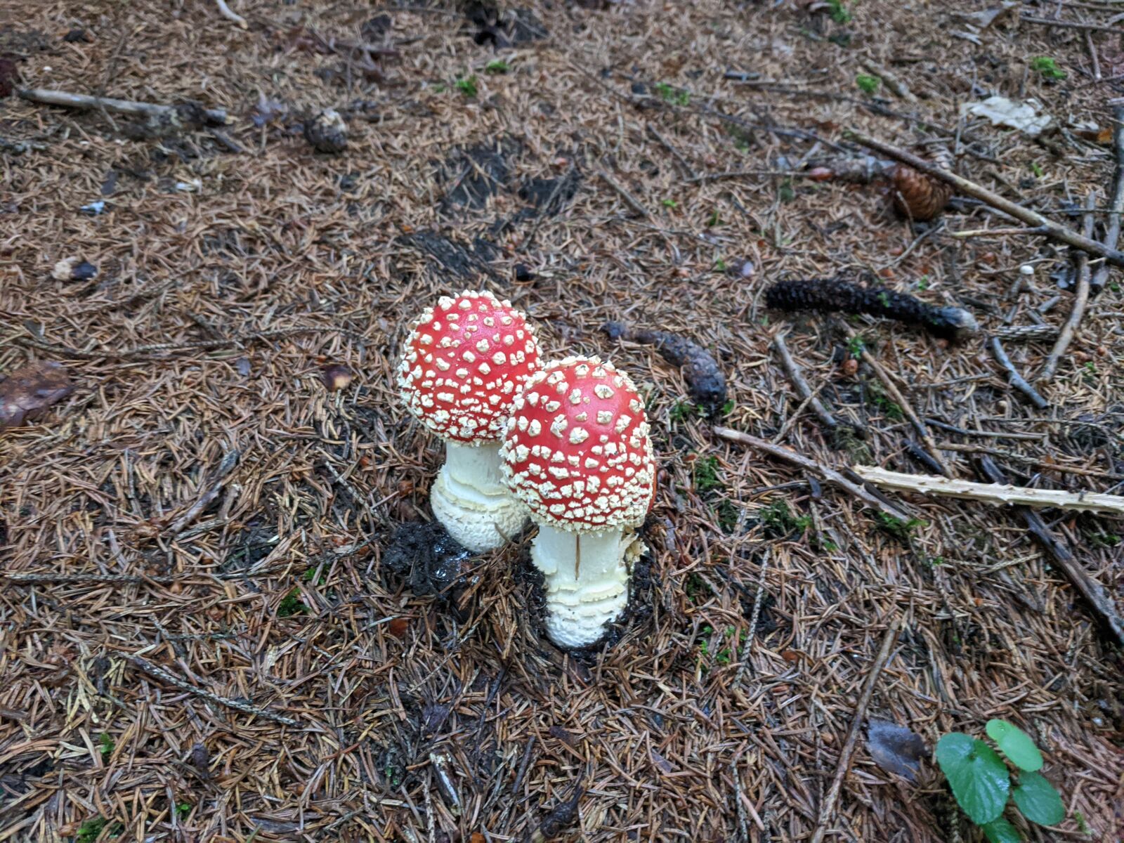 Google Pixel sample photo. Fly agaric, forest, mushroom photography
