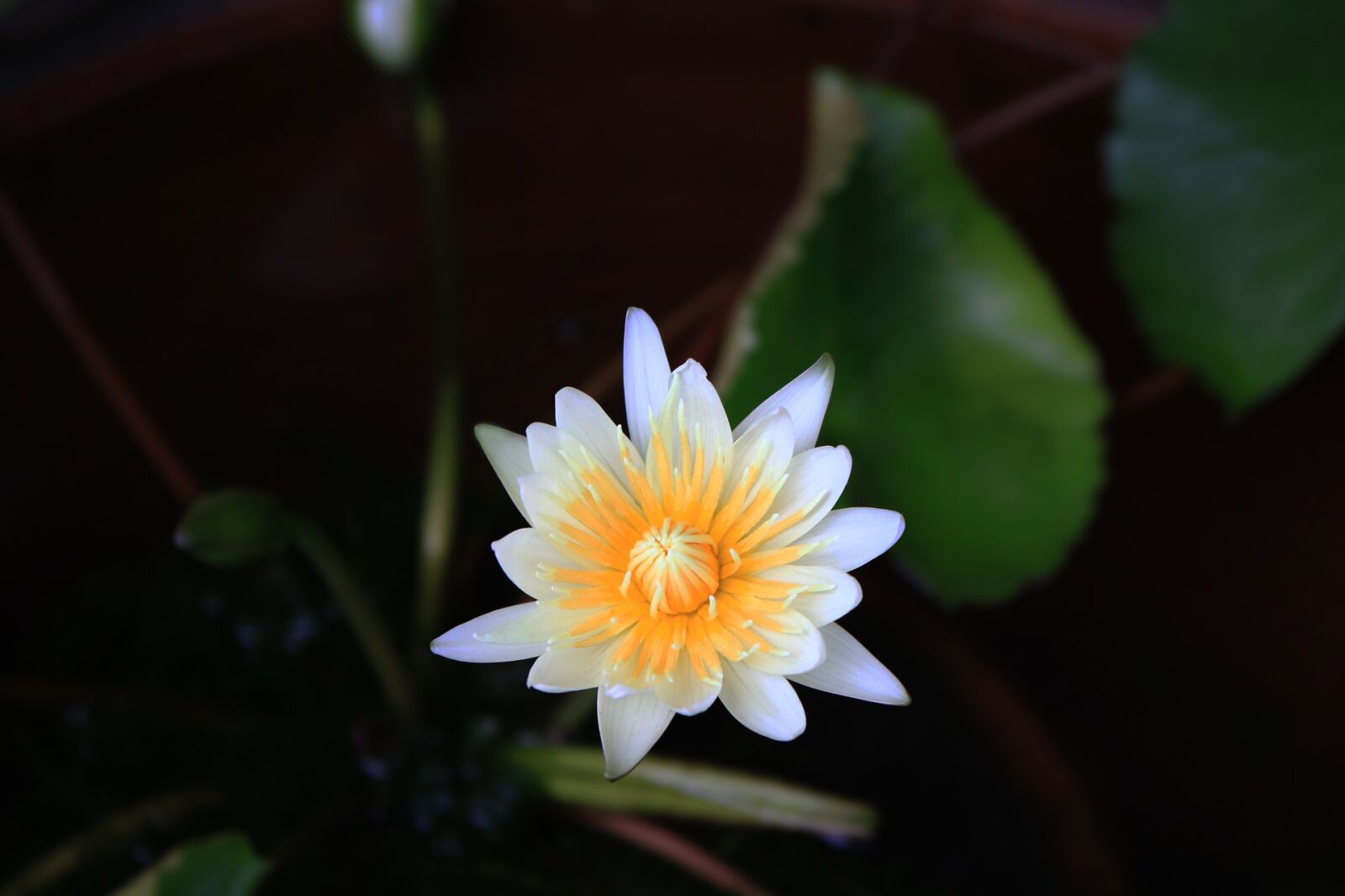 Canon EOS 750D (EOS Rebel T6i / EOS Kiss X8i) sample photo. Flowers, lotus, white photography