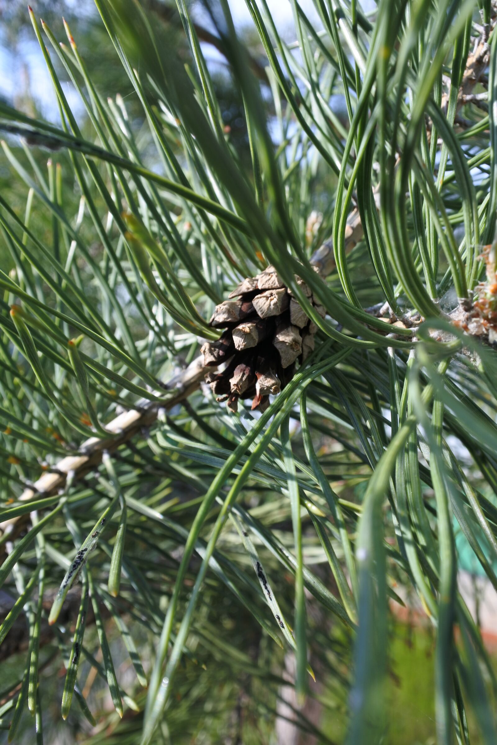 Nikon 1 Nikkor VR 10-30mm F3.5-5.6 PD-Zoom sample photo. Spruce, closeup, pine cone photography