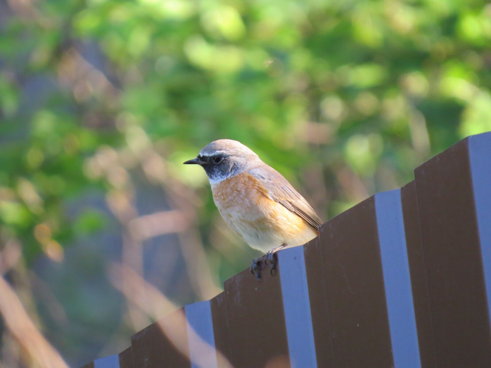 Canon PowerShot SX50 HS sample photo. Bird, fence, altai photography