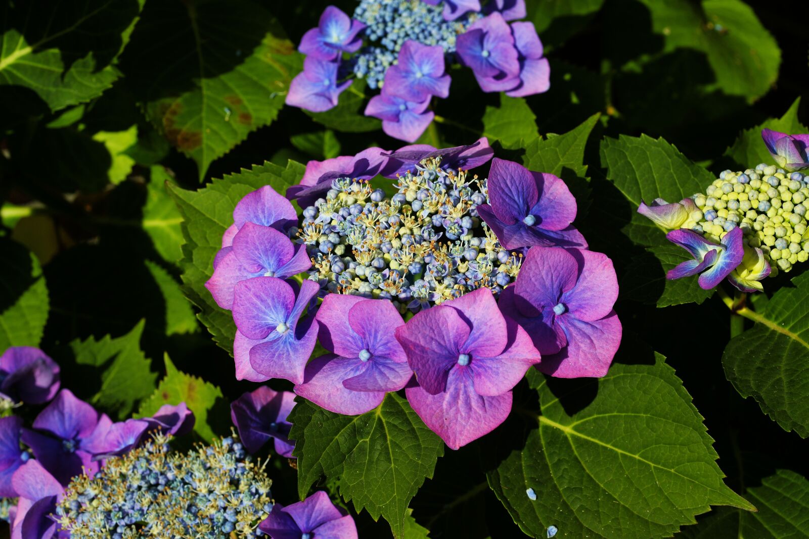 Sony Alpha DSLR-A900 sample photo. Hydrangeas, flowers, purple photography