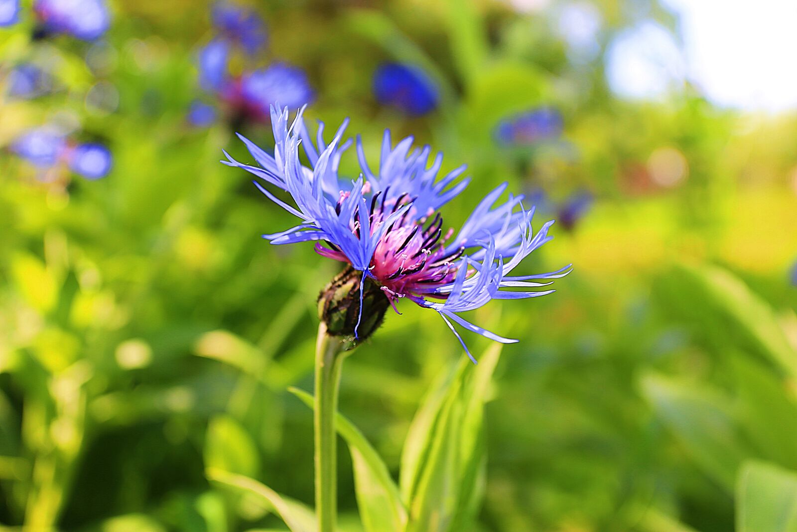 Canon EOS 6D + Canon EF 17-40mm F4L USM sample photo. Flower, living nature, beautiful photography