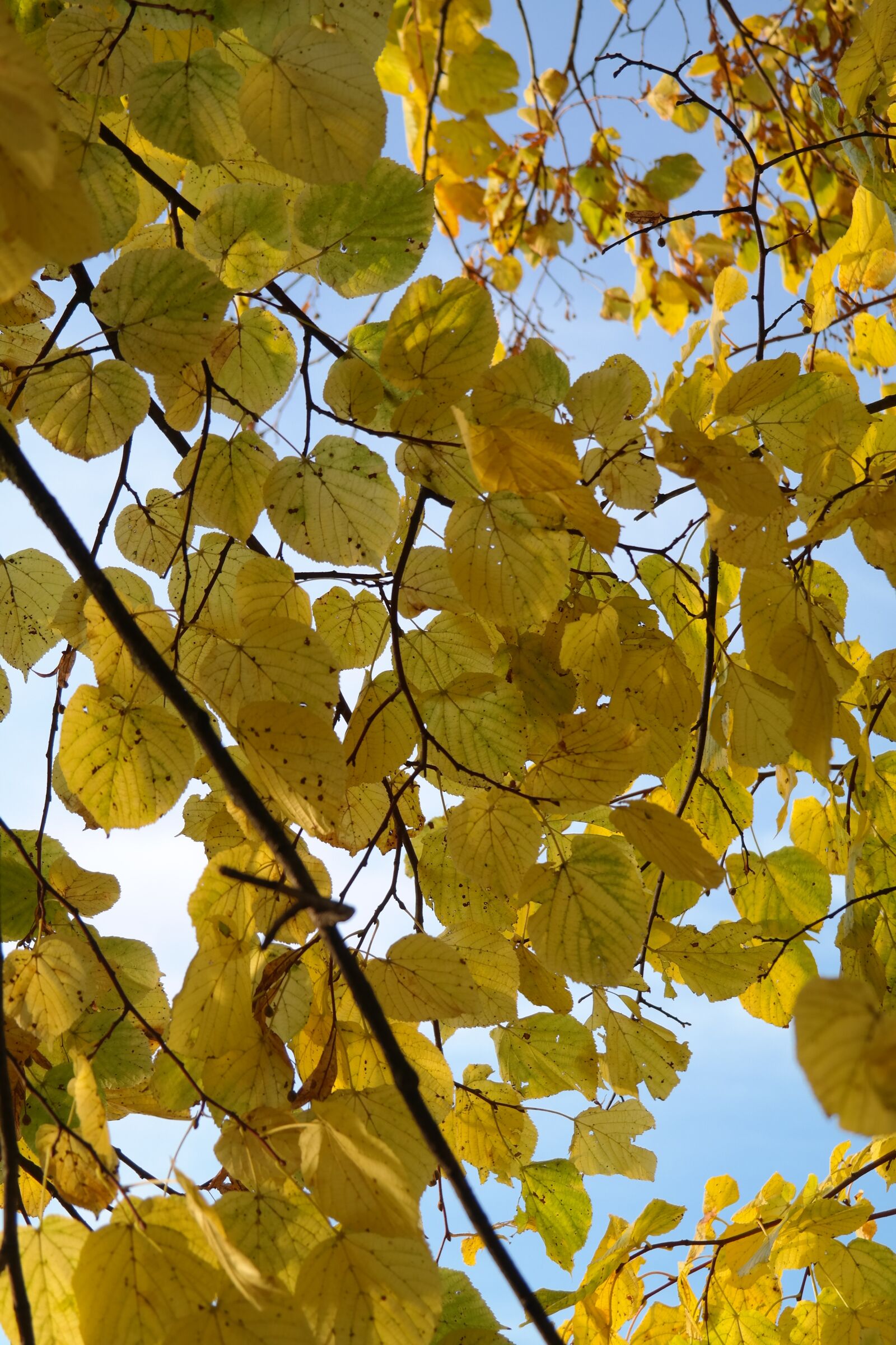 Samsung NX300 sample photo. Linde, tree, autumn photography
