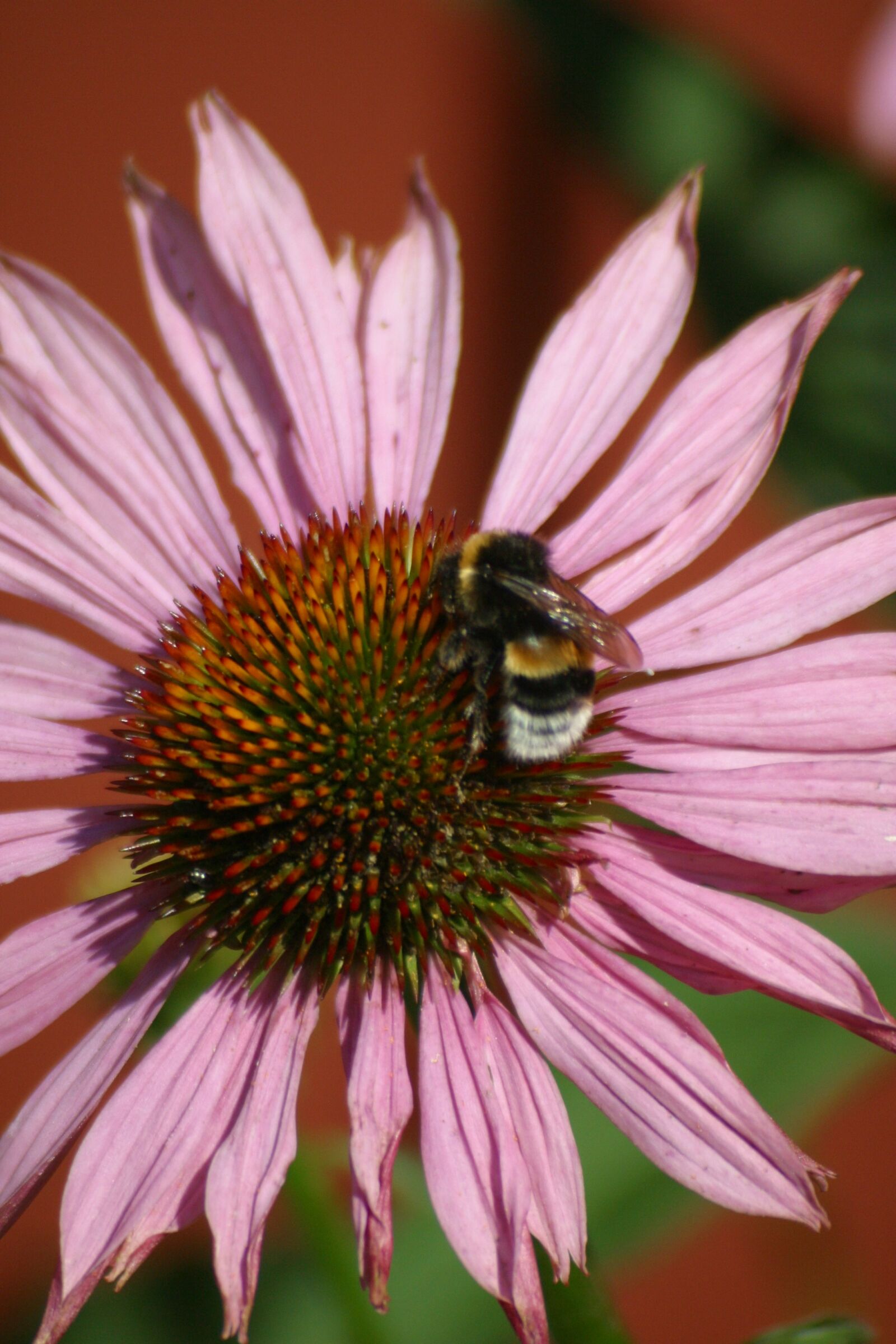 Canon EOS D60 sample photo. Flower, insect, bumblebee photography