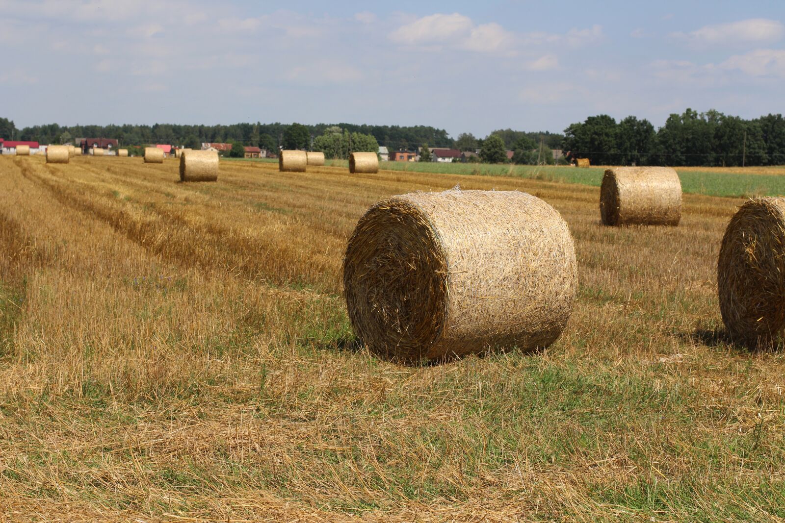 Canon EOS 700D (EOS Rebel T5i / EOS Kiss X7i) + Canon EF 50mm F1.4 USM sample photo. Harvest, field, straw photography