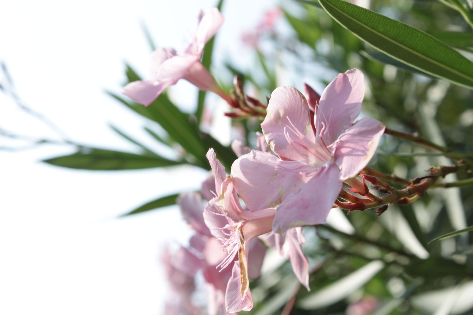 Canon EOS 500D (EOS Rebel T1i / EOS Kiss X3) sample photo. Pistil, crown, beautiful photography