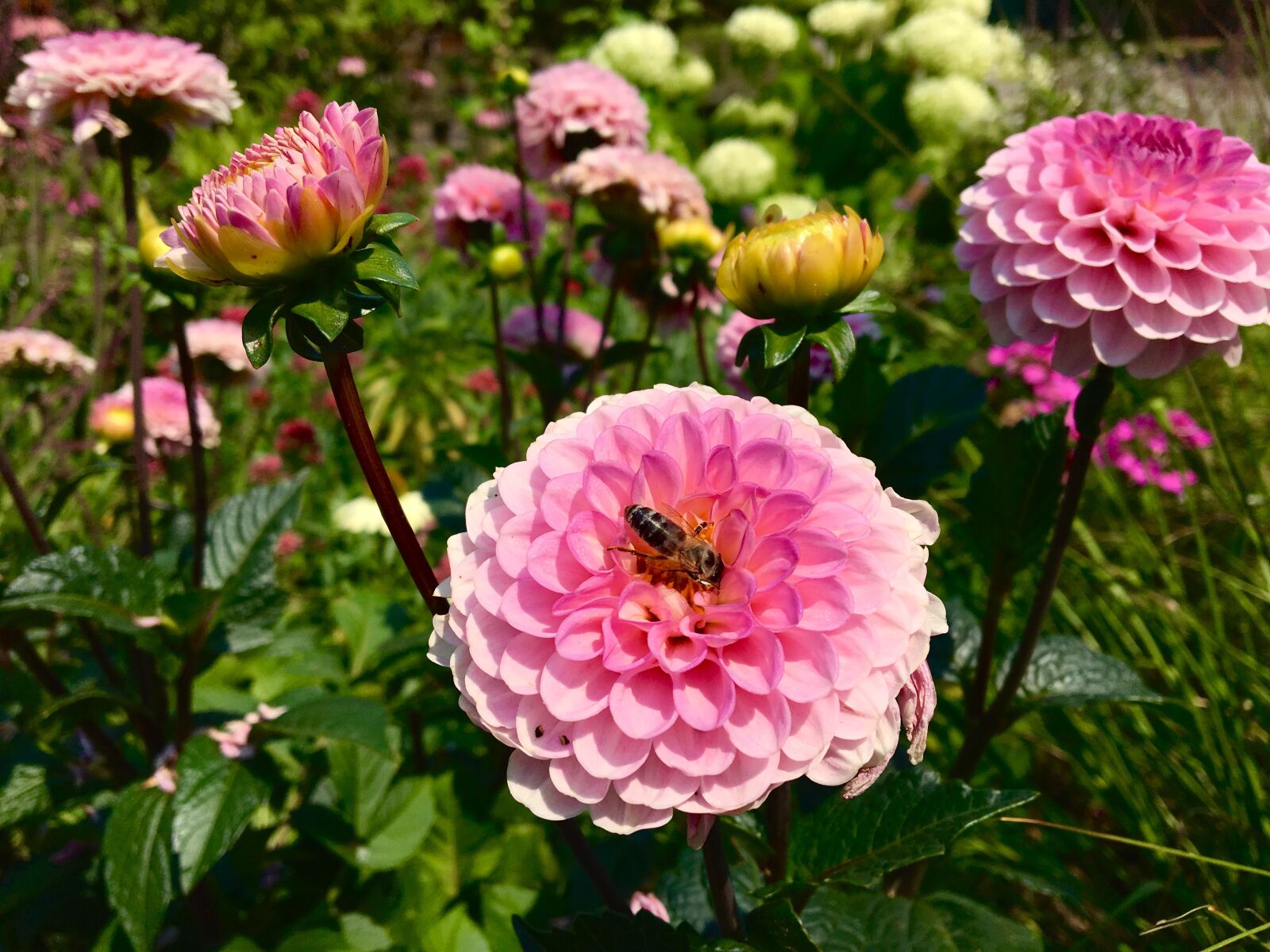 Apple iPhone 6s sample photo. Flower, dahlia, blossom photography
