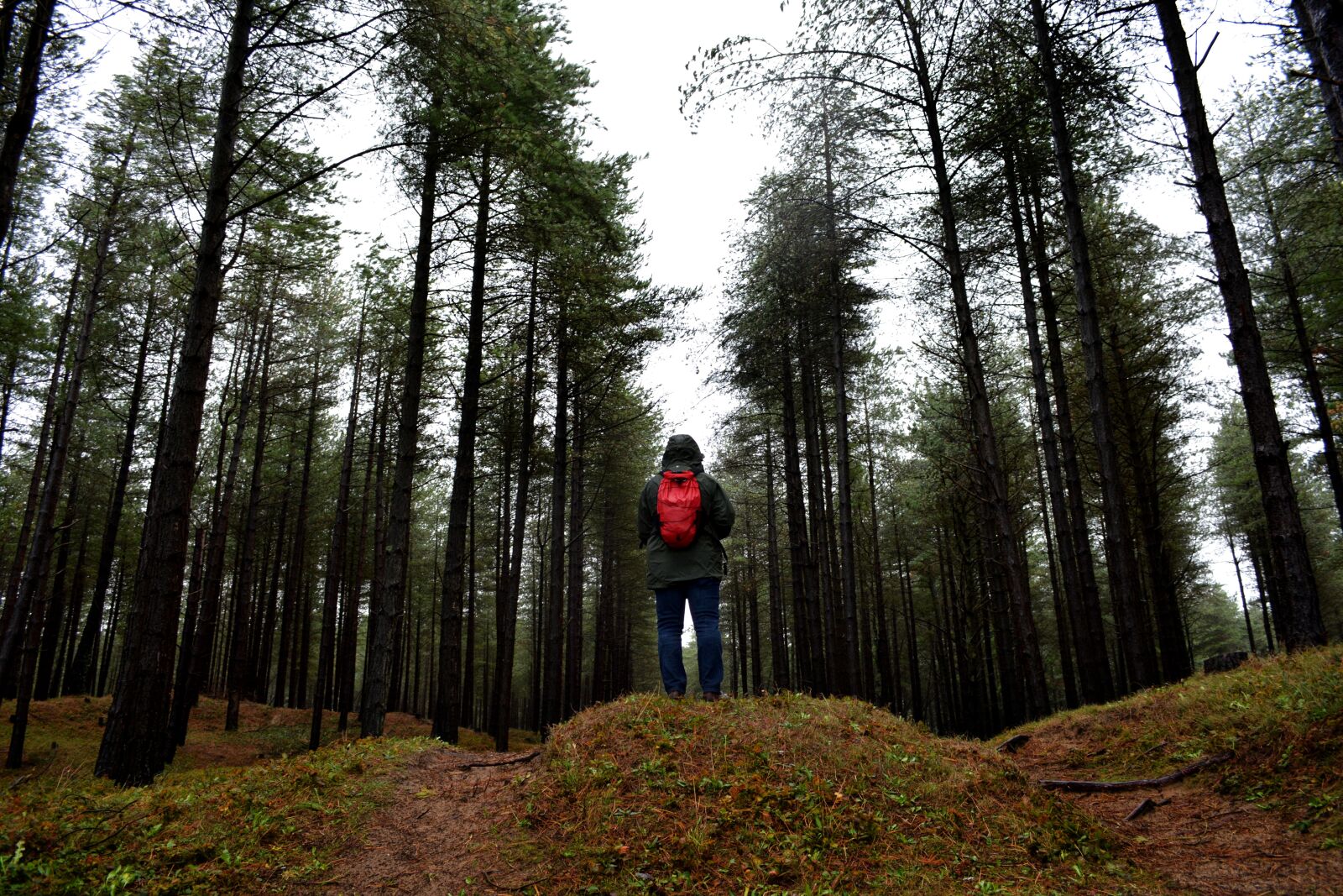 Nikon D5200 sample photo. Outdoors, forest, landscape photography