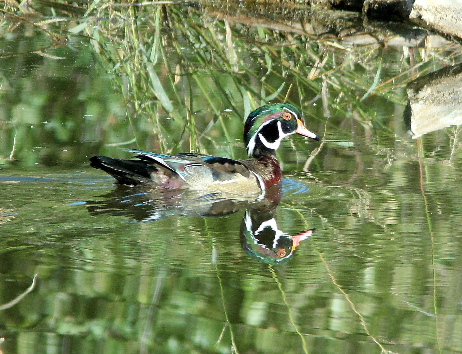 Canon EF 300mm F4L IS USM sample photo