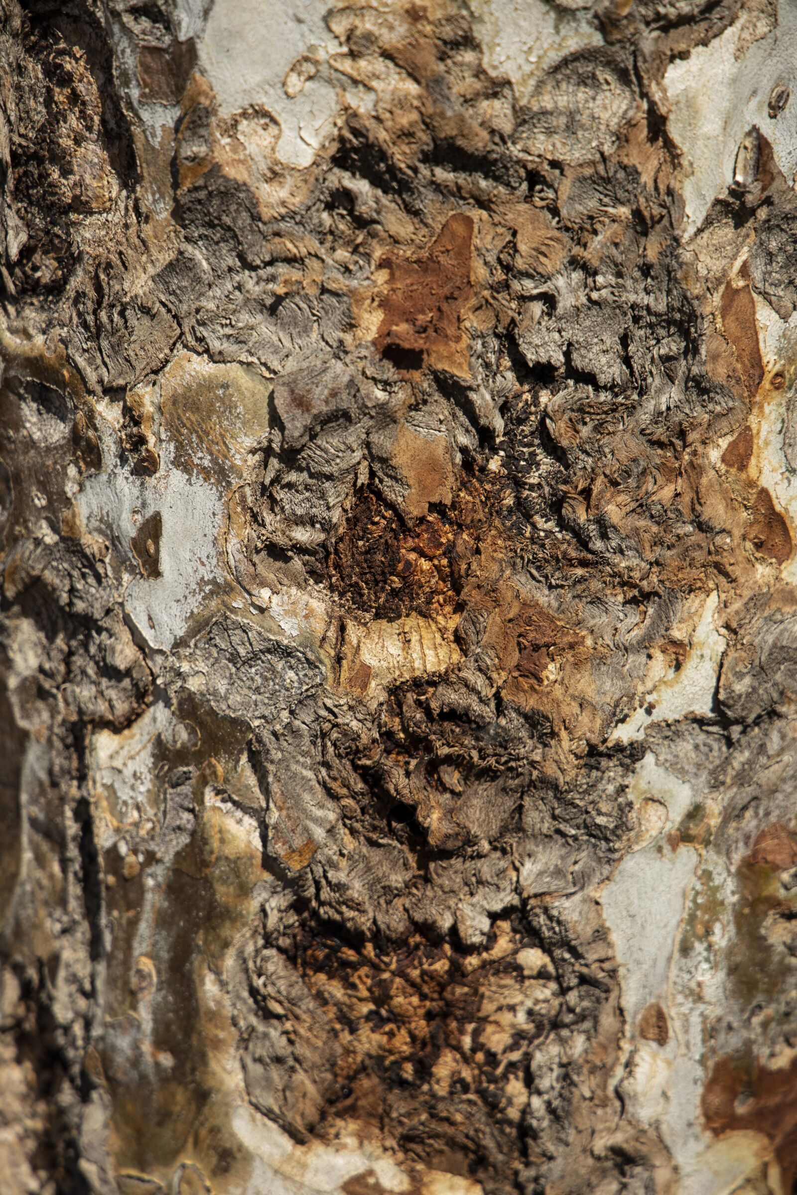 Canon RF 24-105mm F4L IS USM sample photo. Tree, texture, wood photography