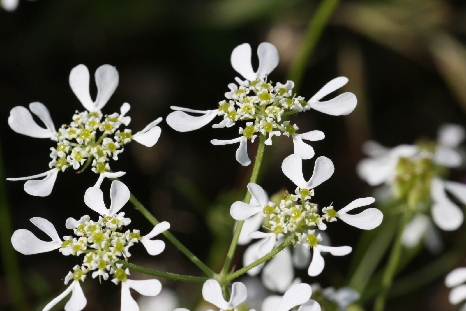 Canon EOS 30D sample photo. Tordylium, apulum, flower photography