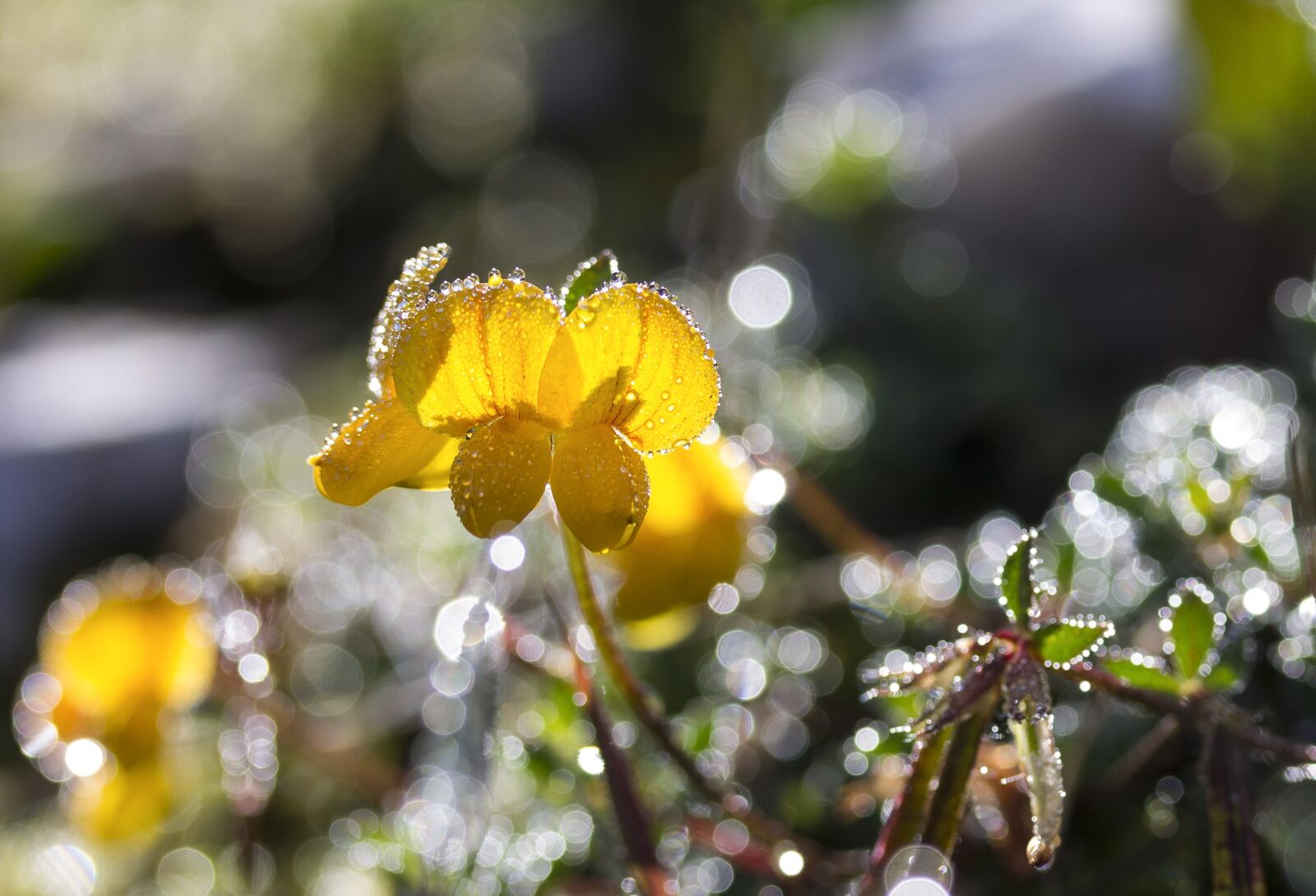 Canon EF-S 60mm F2.8 Macro USM sample photo. Black medick, yellow wildflower photography