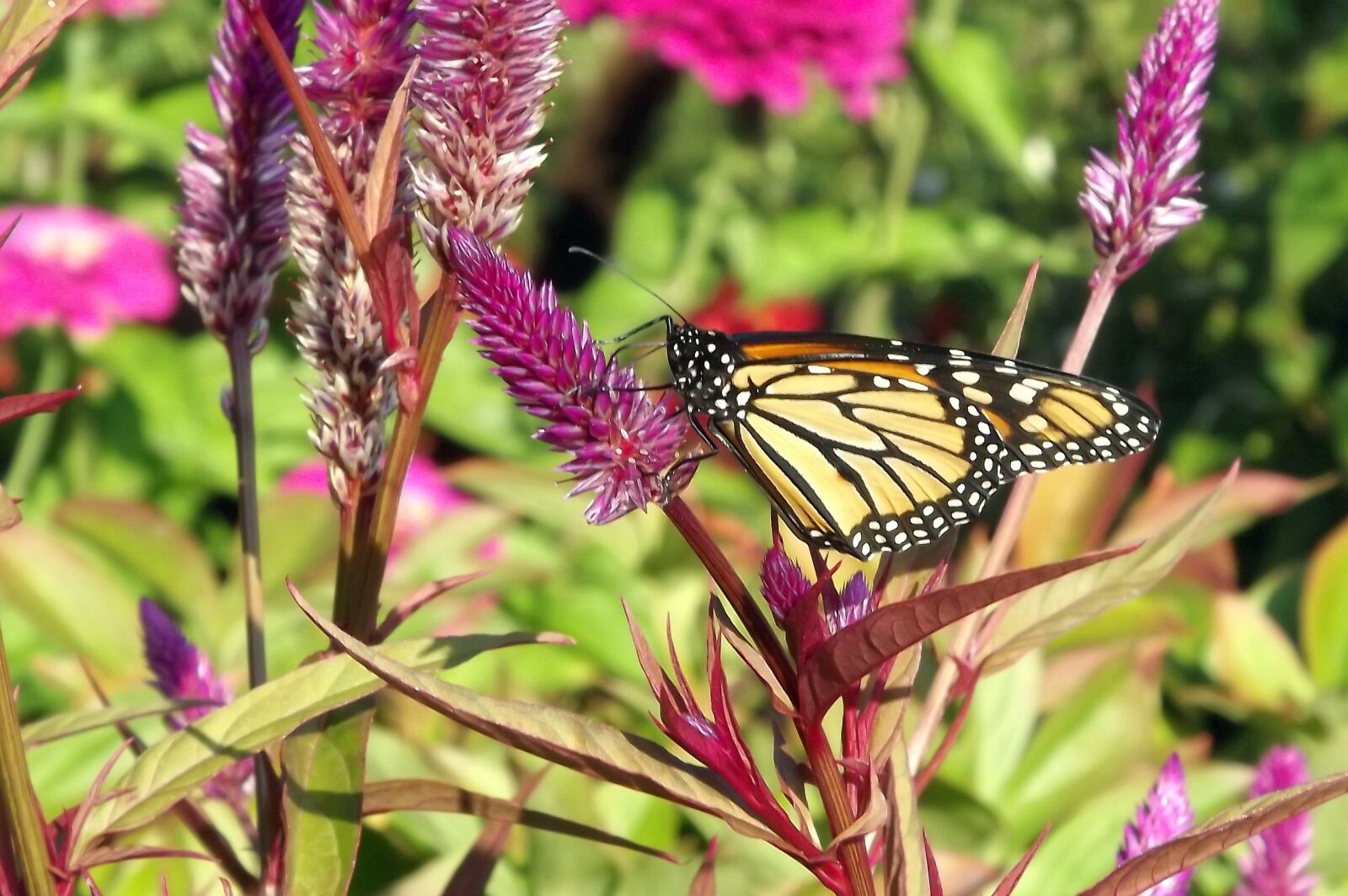 Fujifilm FinePix S3400 sample photo. Fauna, butterfly, fair admiral photography